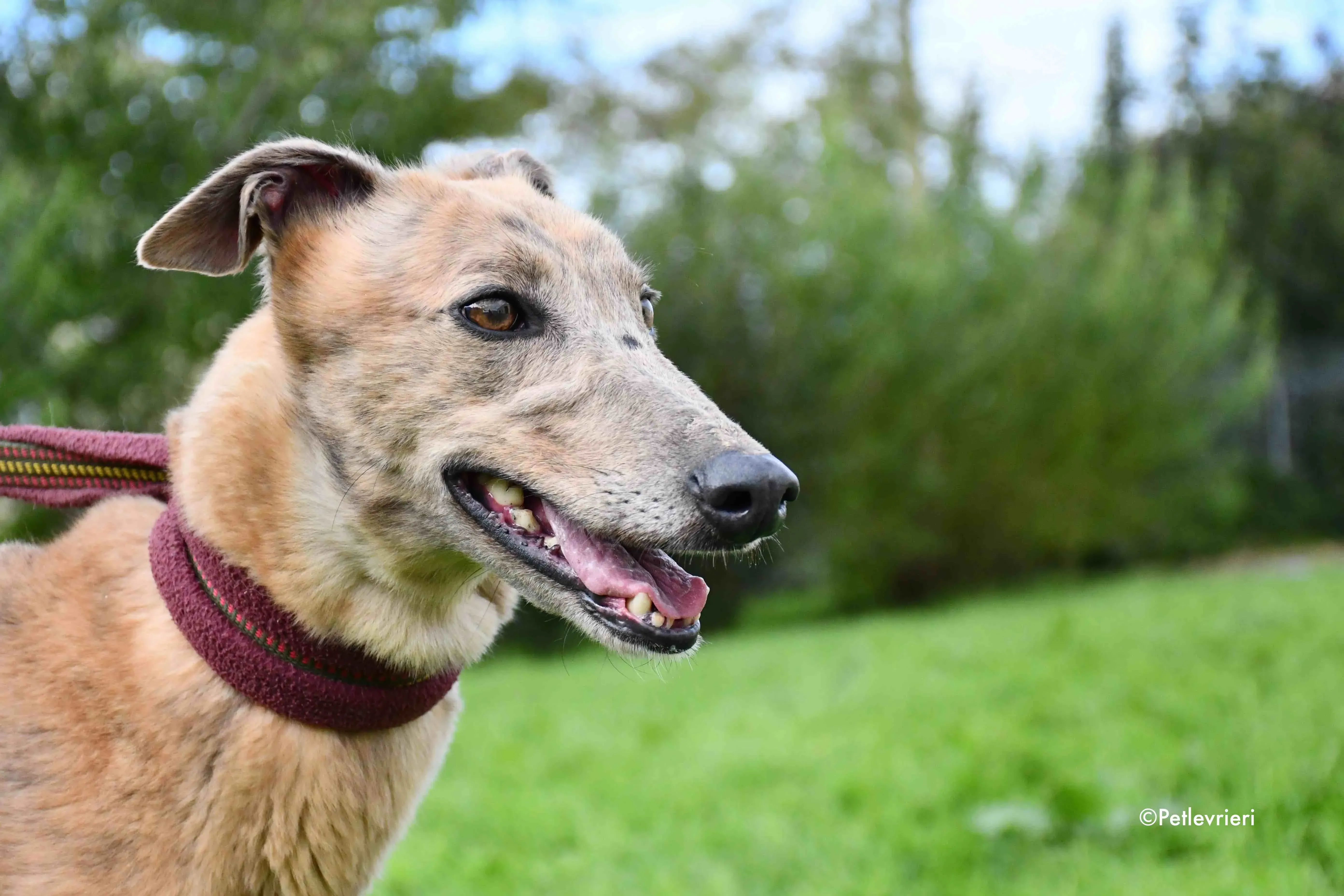 lady c adozione levrieri greyhound 9