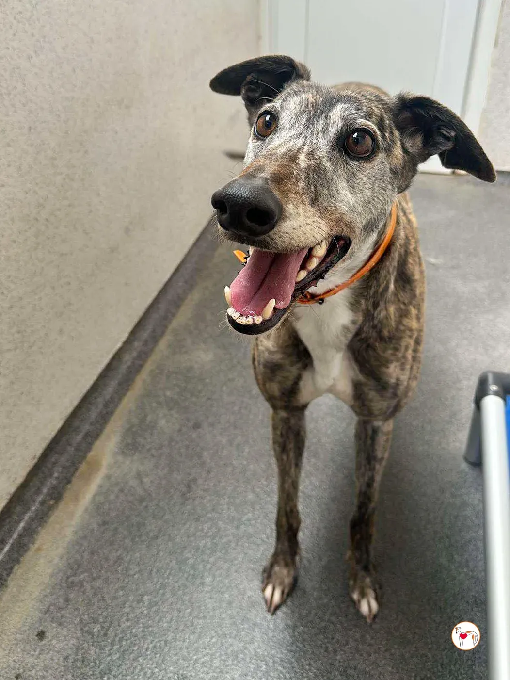 lady grey adozione 01