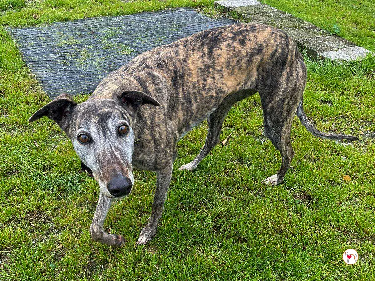 lady grey adozione 02