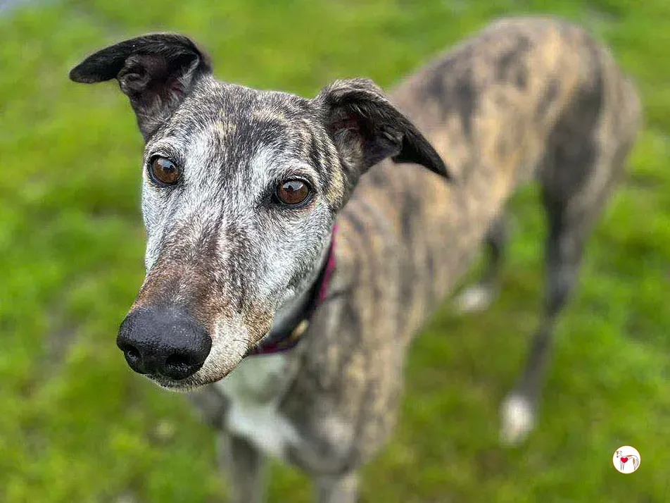 lady grey adozione 03