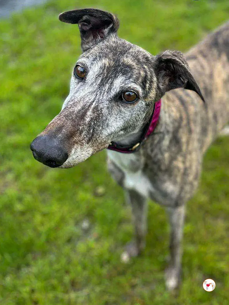 lady grey adozione 04