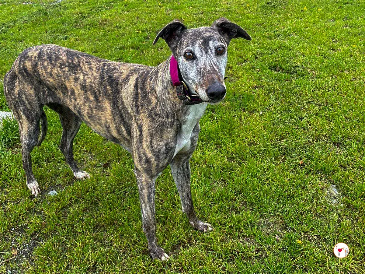 lady grey adozione 05