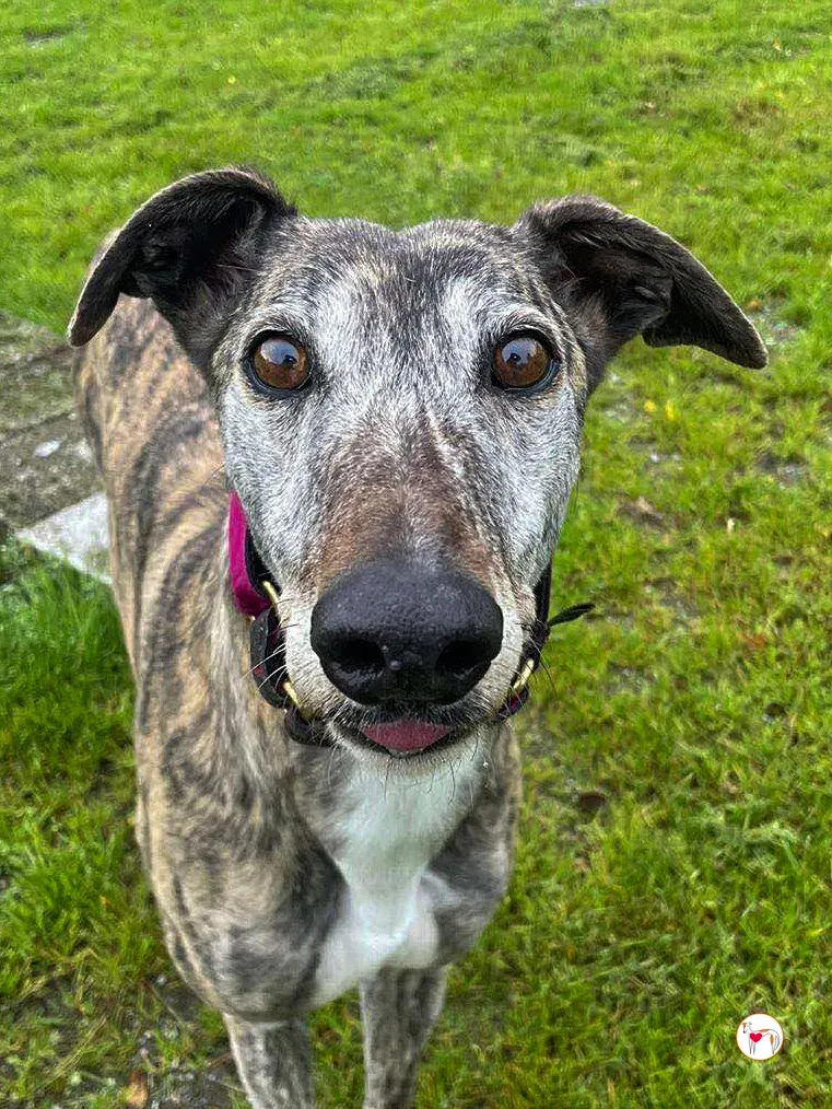 lady grey adozione 06