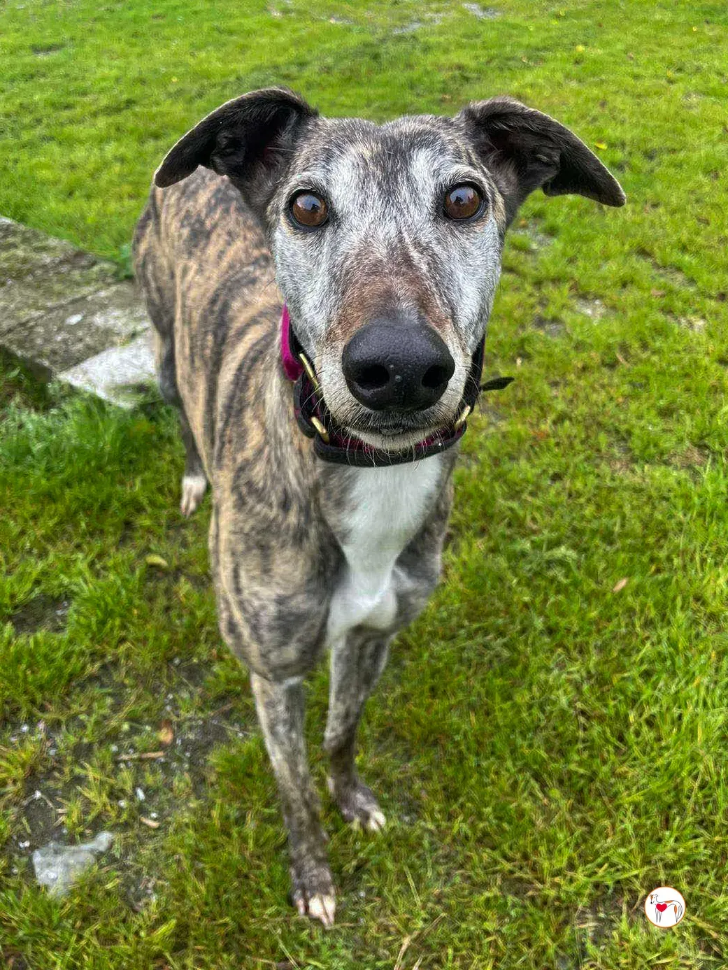 lady grey adozione 07