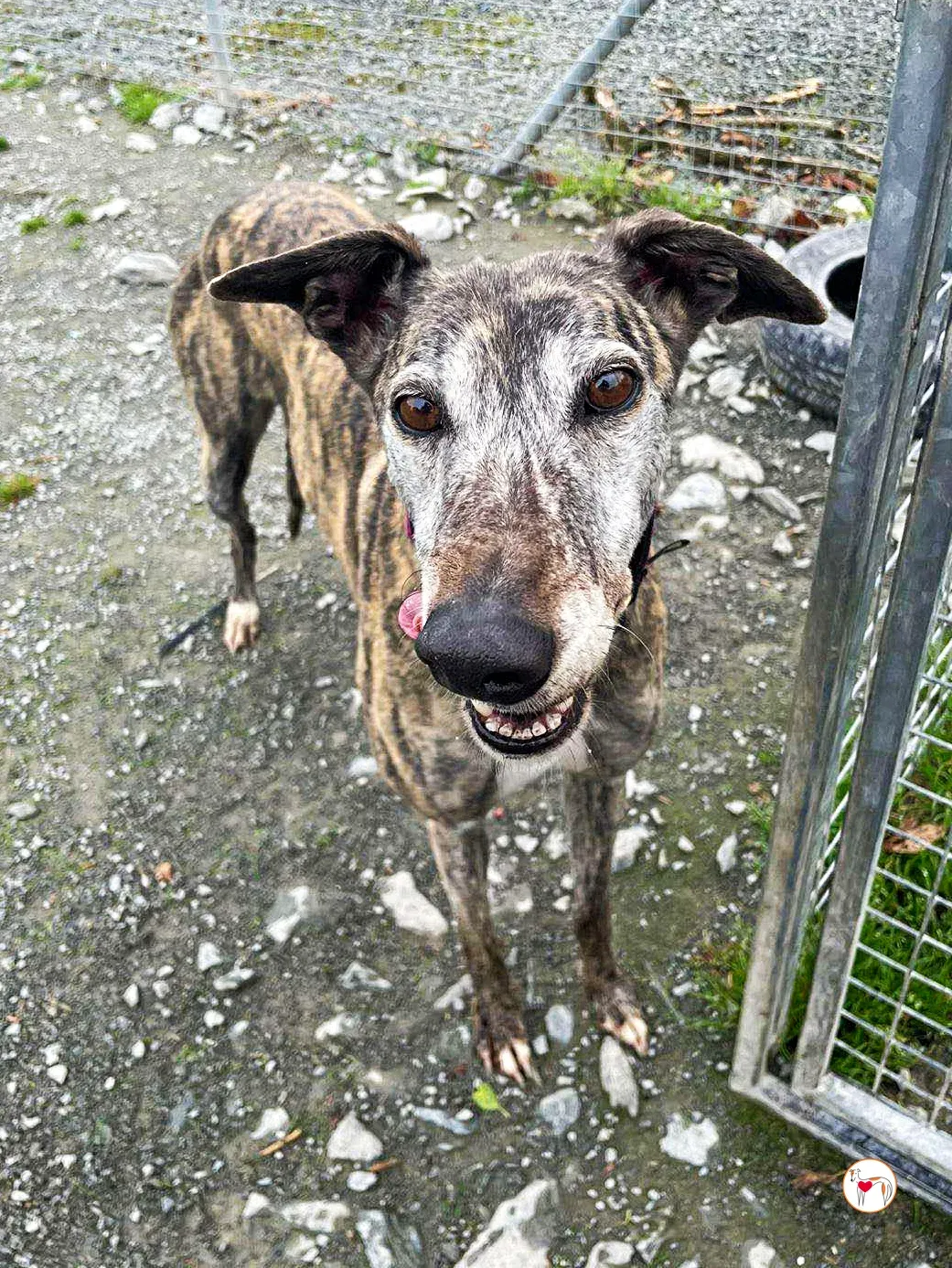 lady grey adozione 08