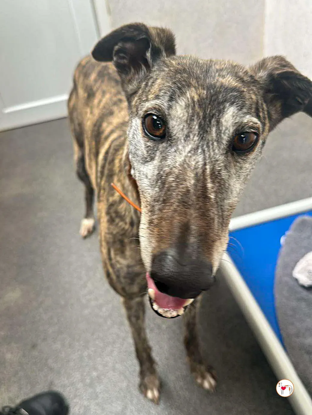 lady grey adozione 09