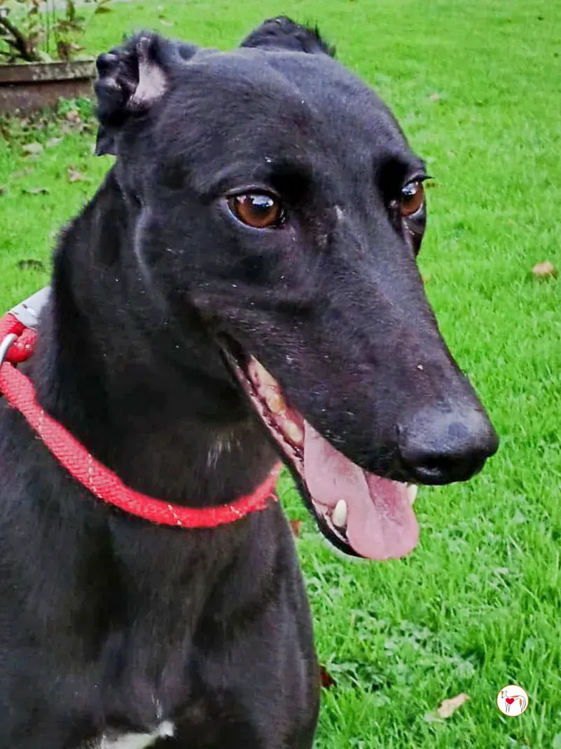 lady grey adozione 1