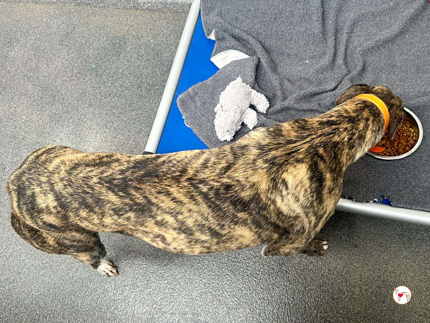 lady grey adozione 10