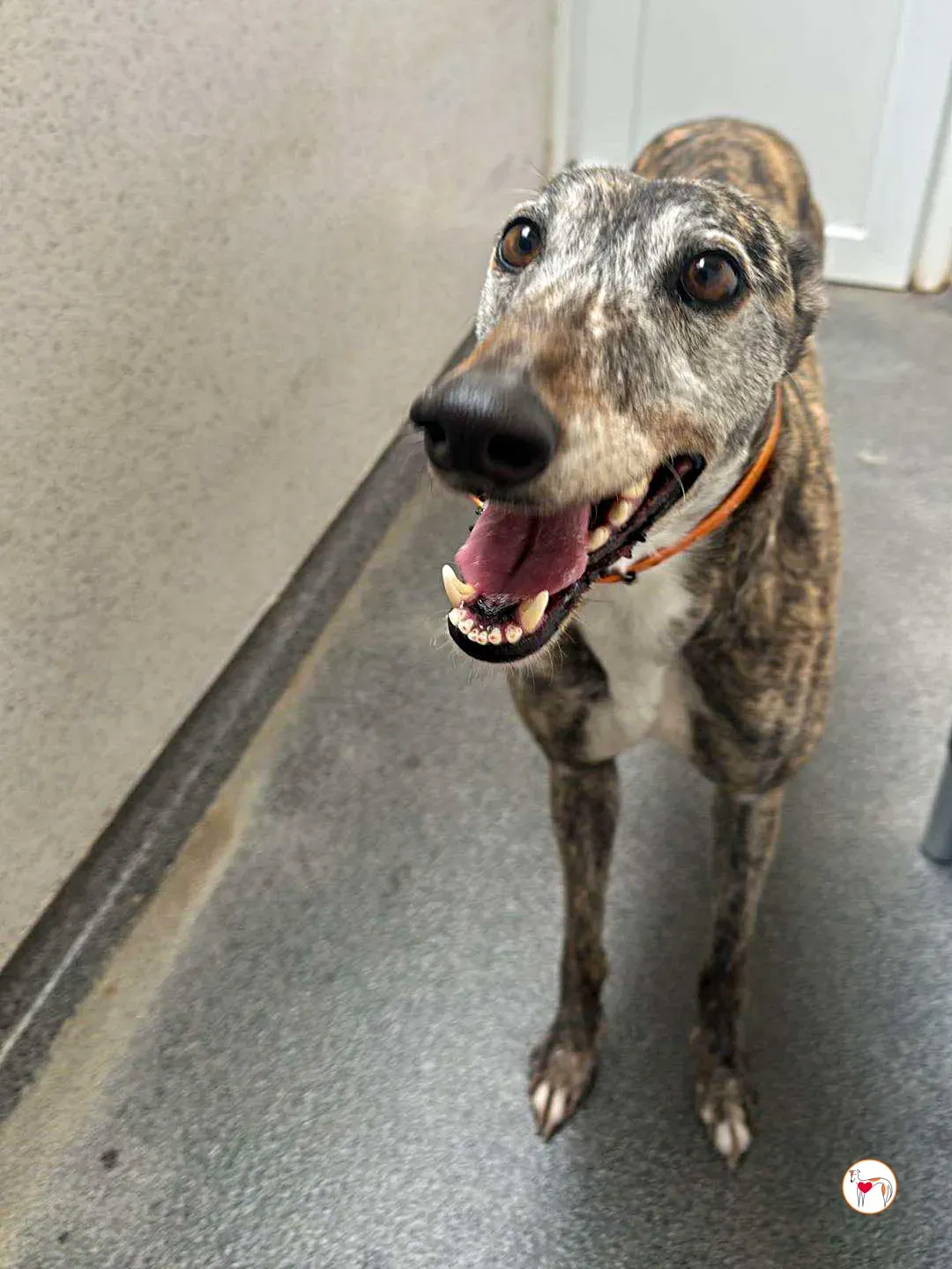 lady grey adozione 11