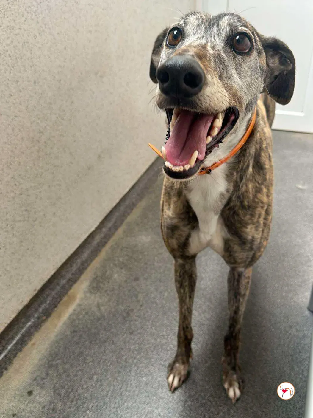 lady grey adozione 12