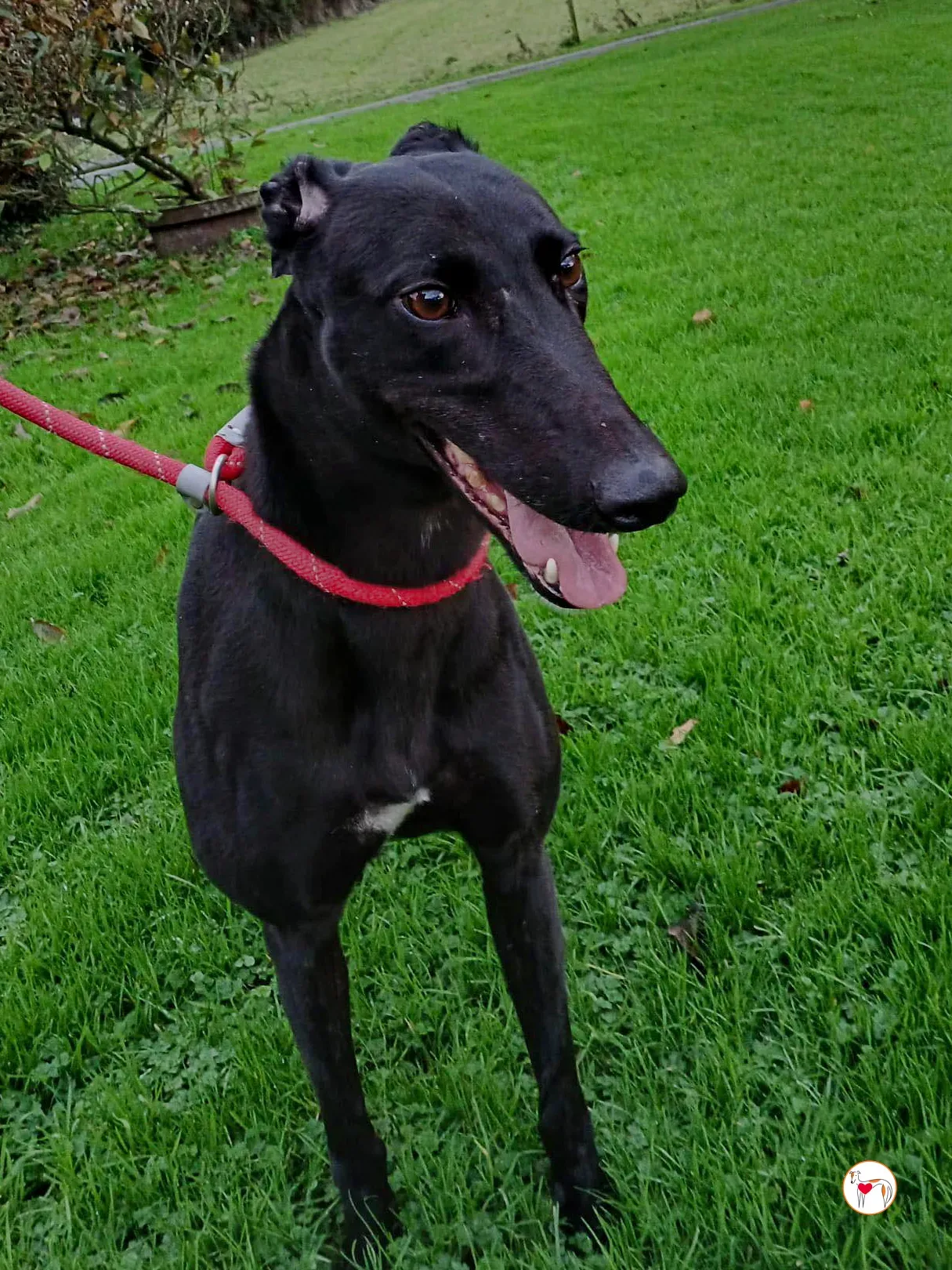 lady grey adozione 2