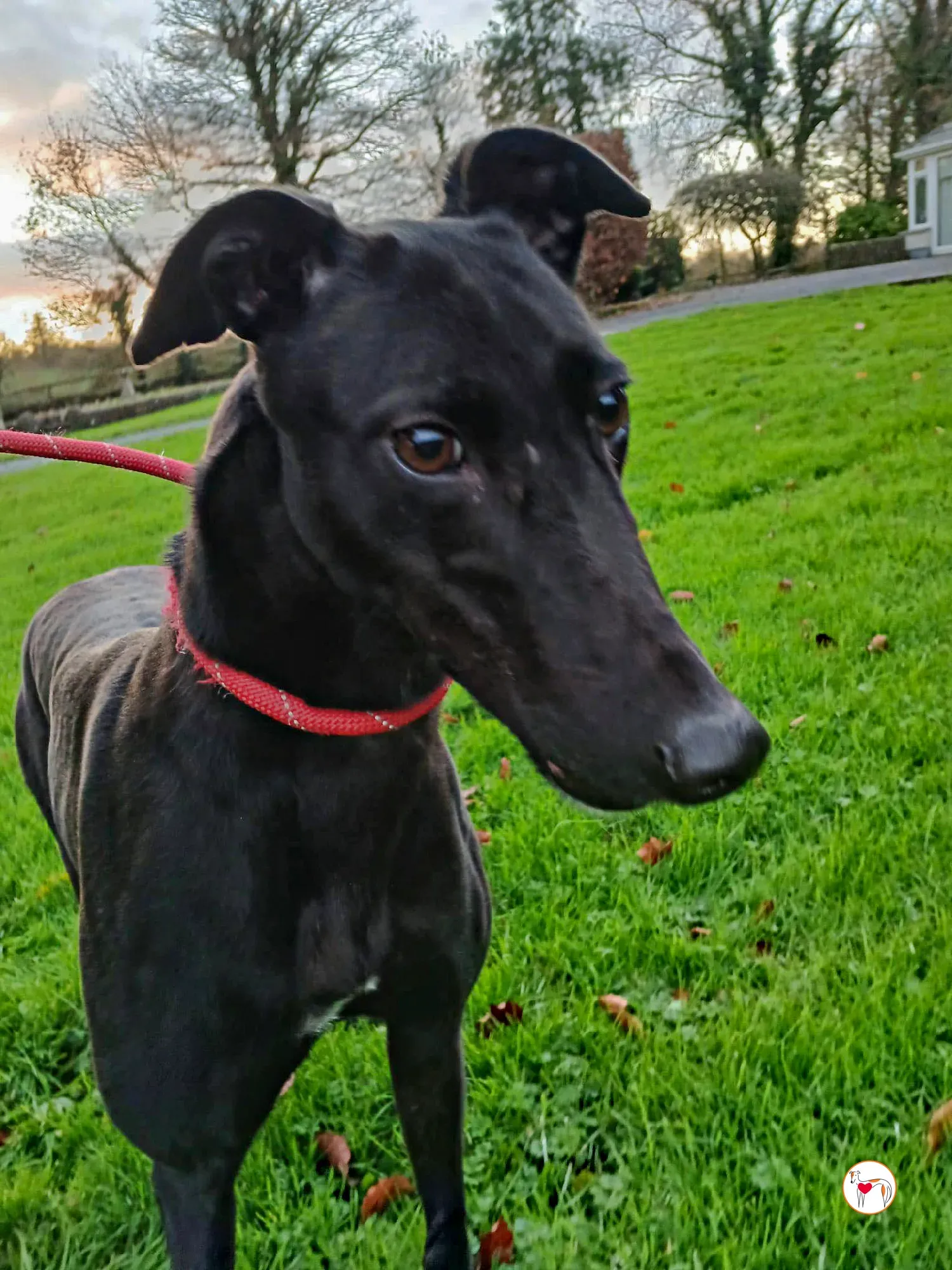 lady grey adozione 3