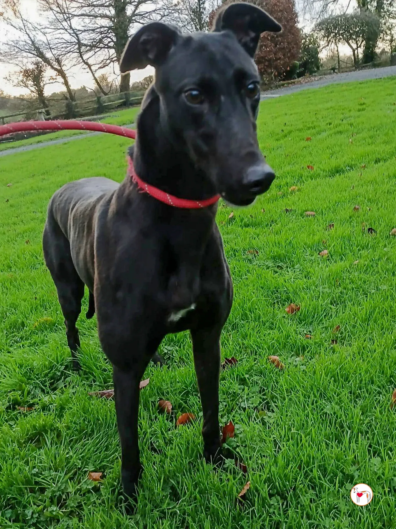 lady grey adozione 4