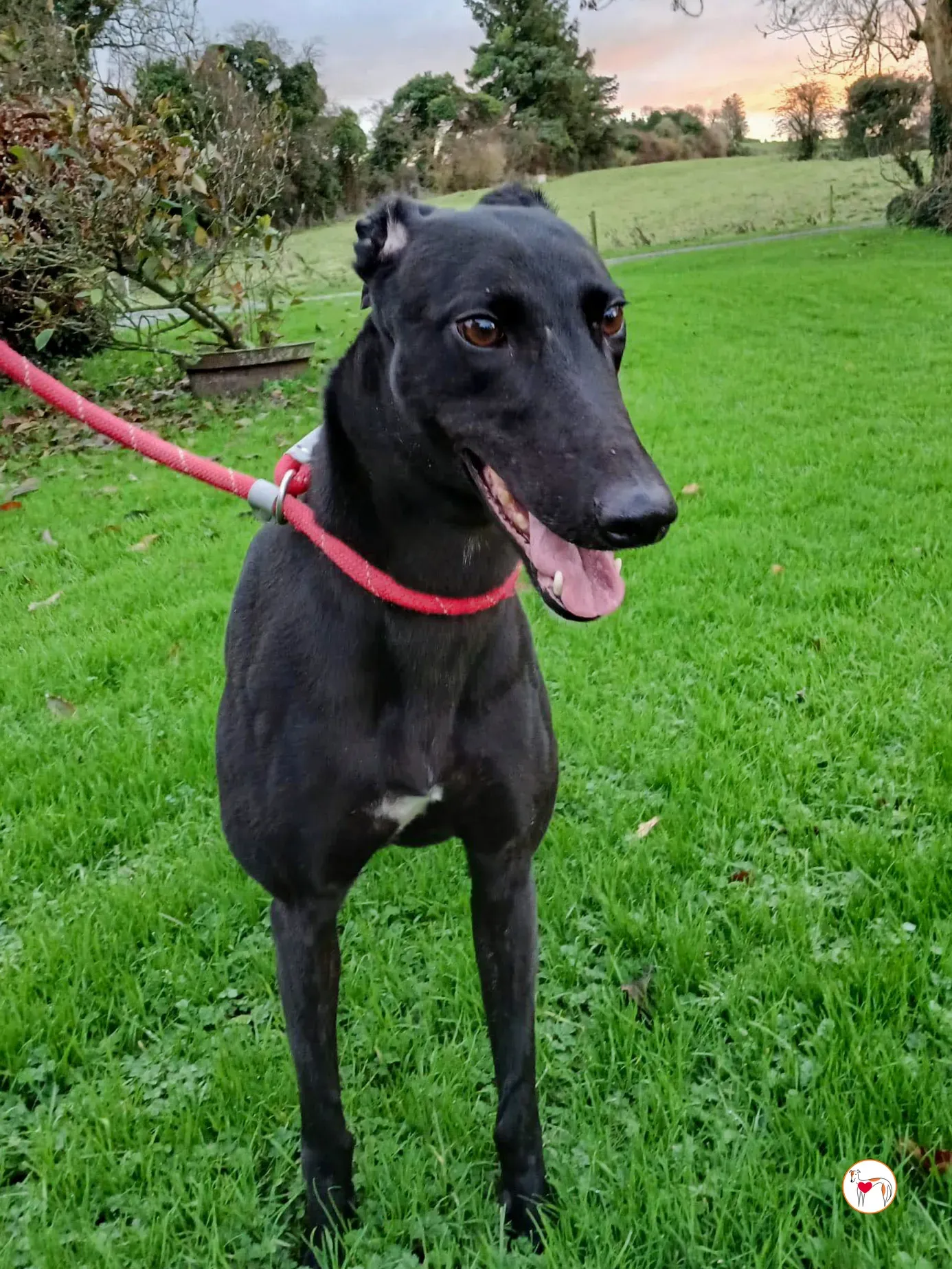 lady grey adozione 5