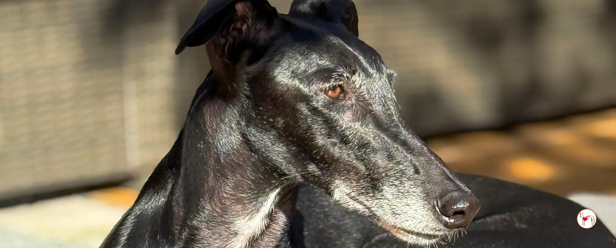 laika galgo adozione 00 copertina b