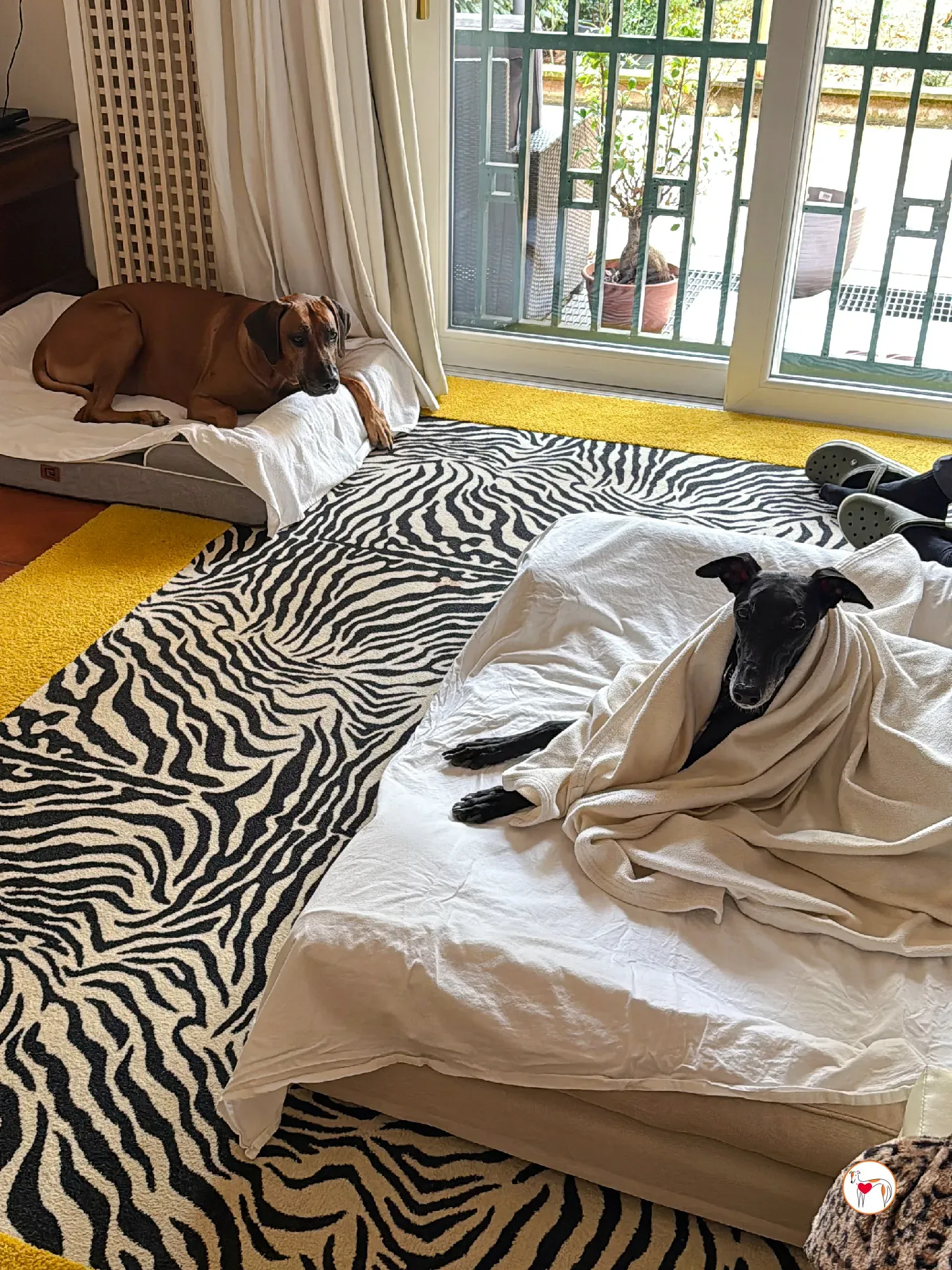 laika galgo adozione 1