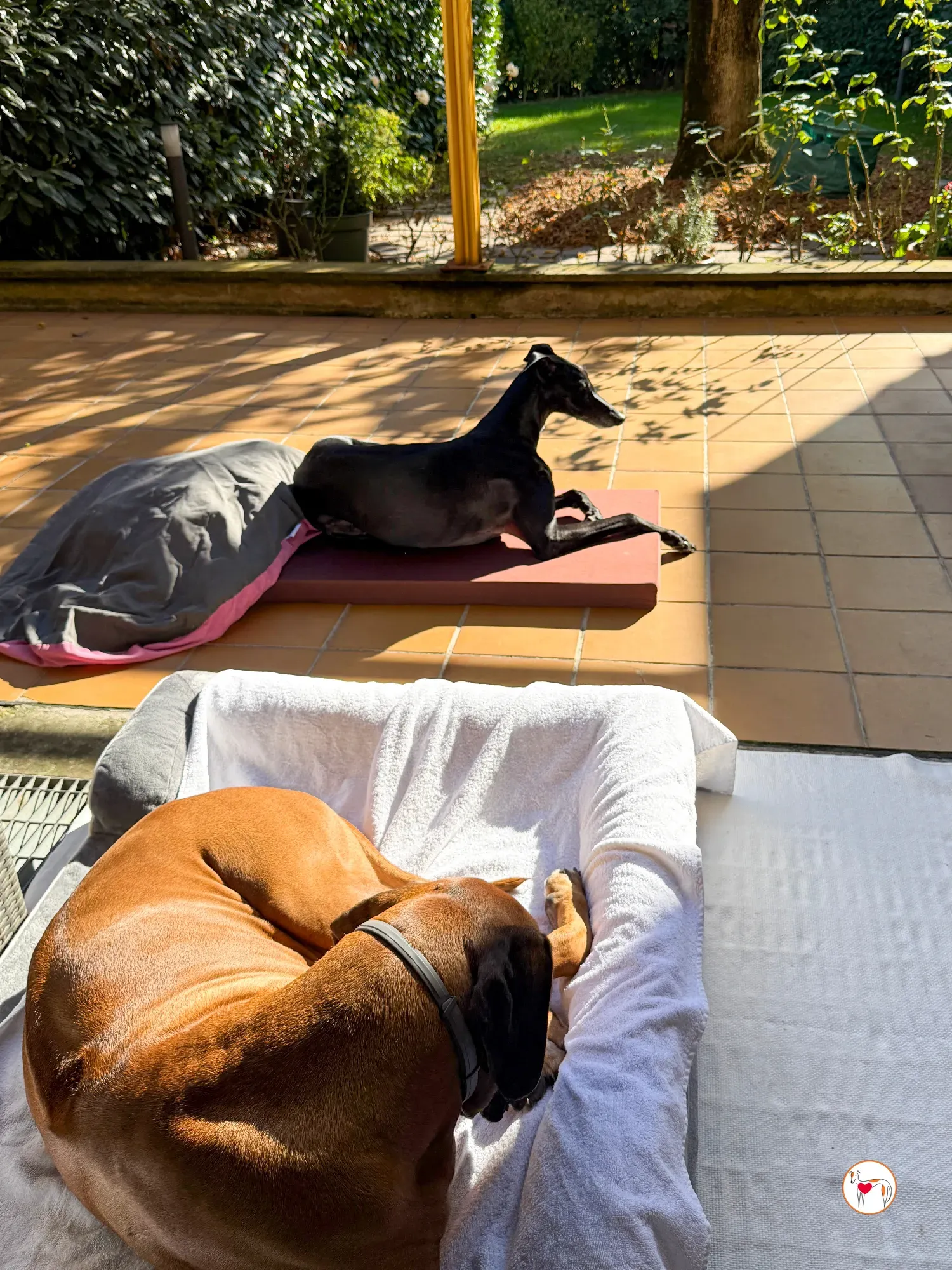 laika galgo adozione 10