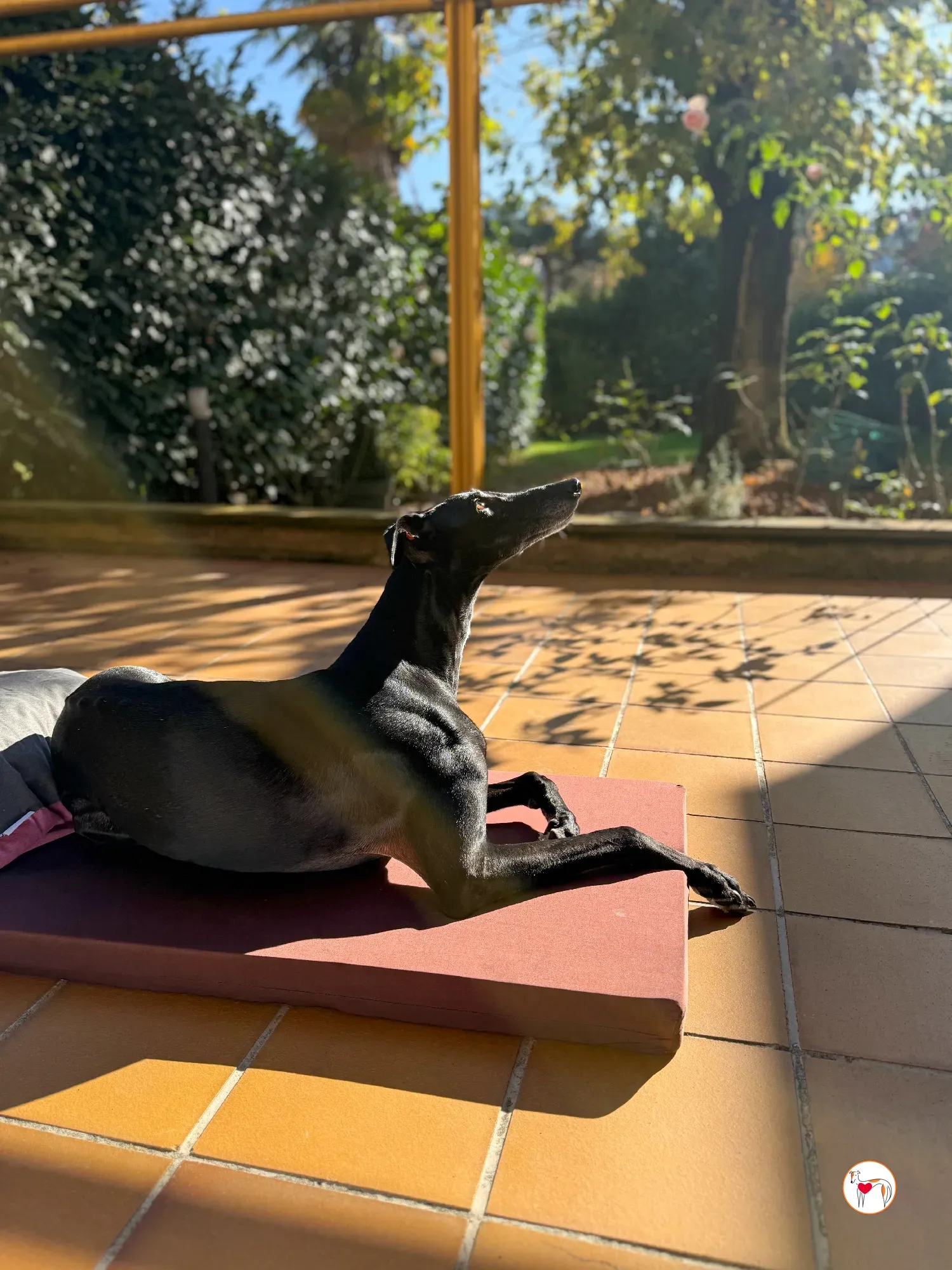 laika galgo adozione 11