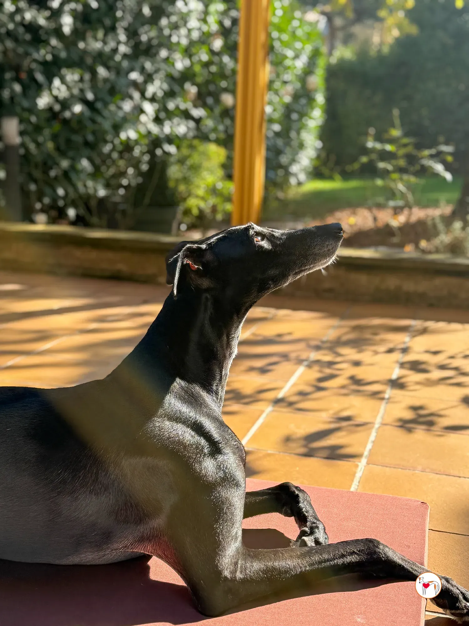 laika galgo adozione 12