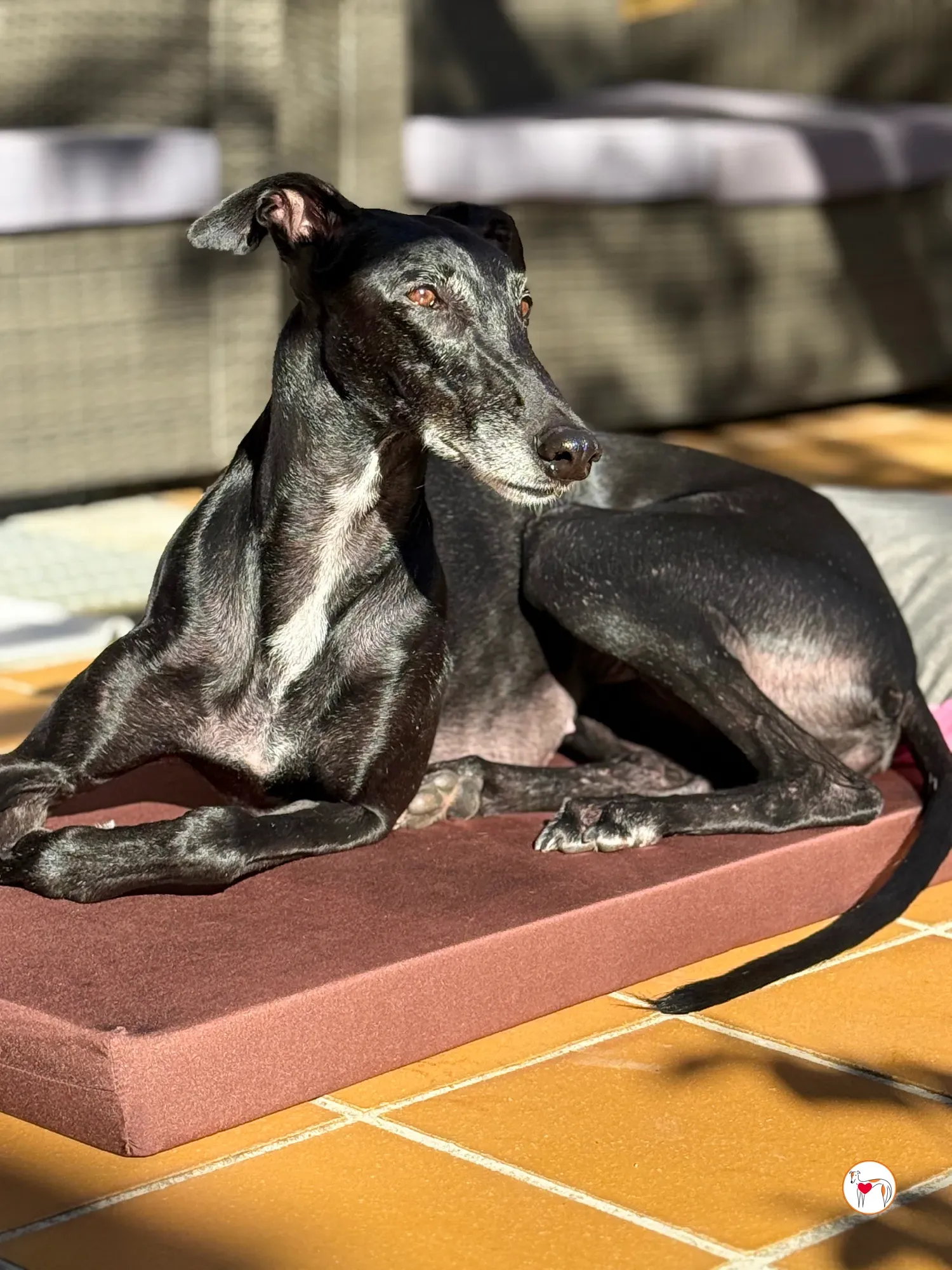 laika galgo adozione 13