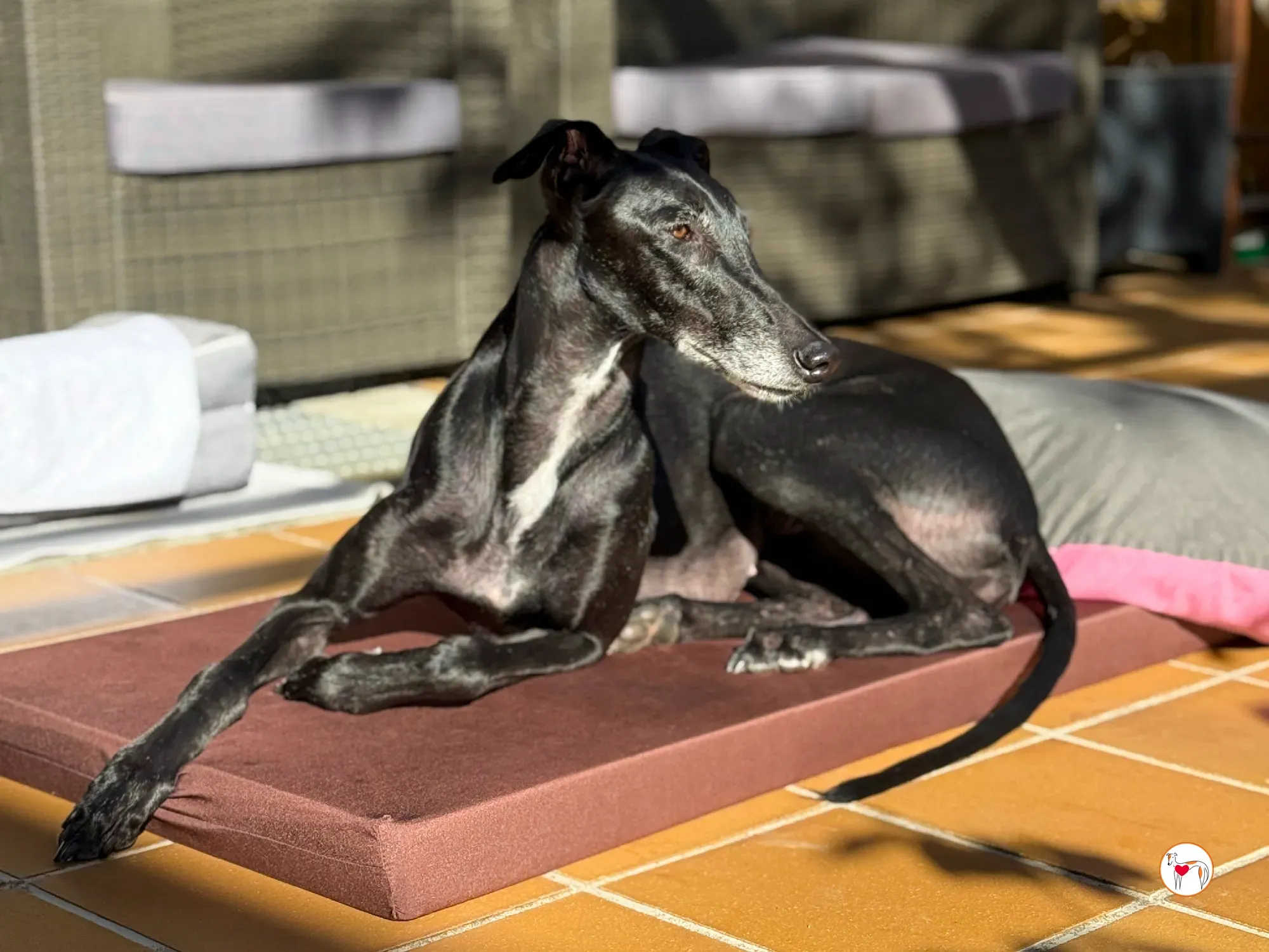 laika galgo adozione 14