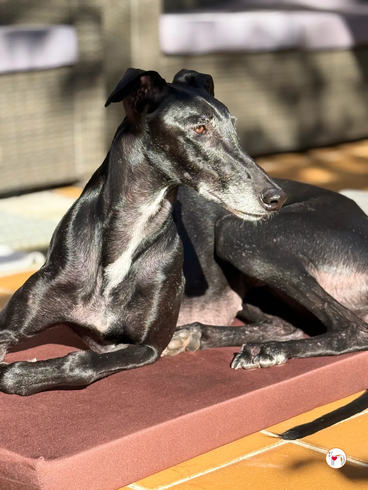 laika galgo adozione 15