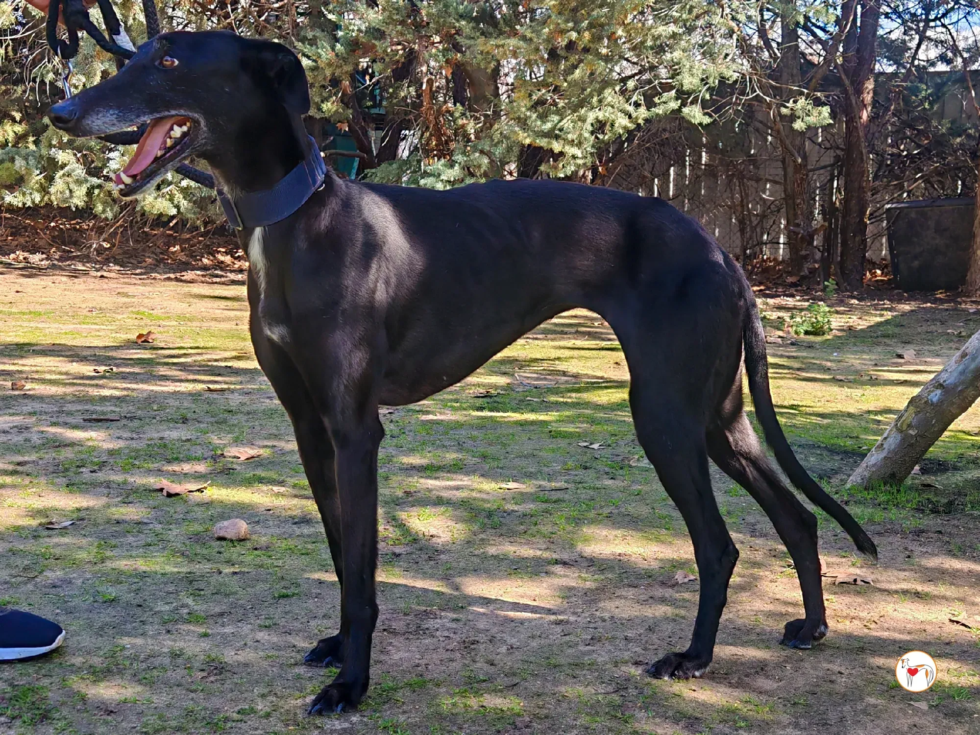 laika galgo adozione 16