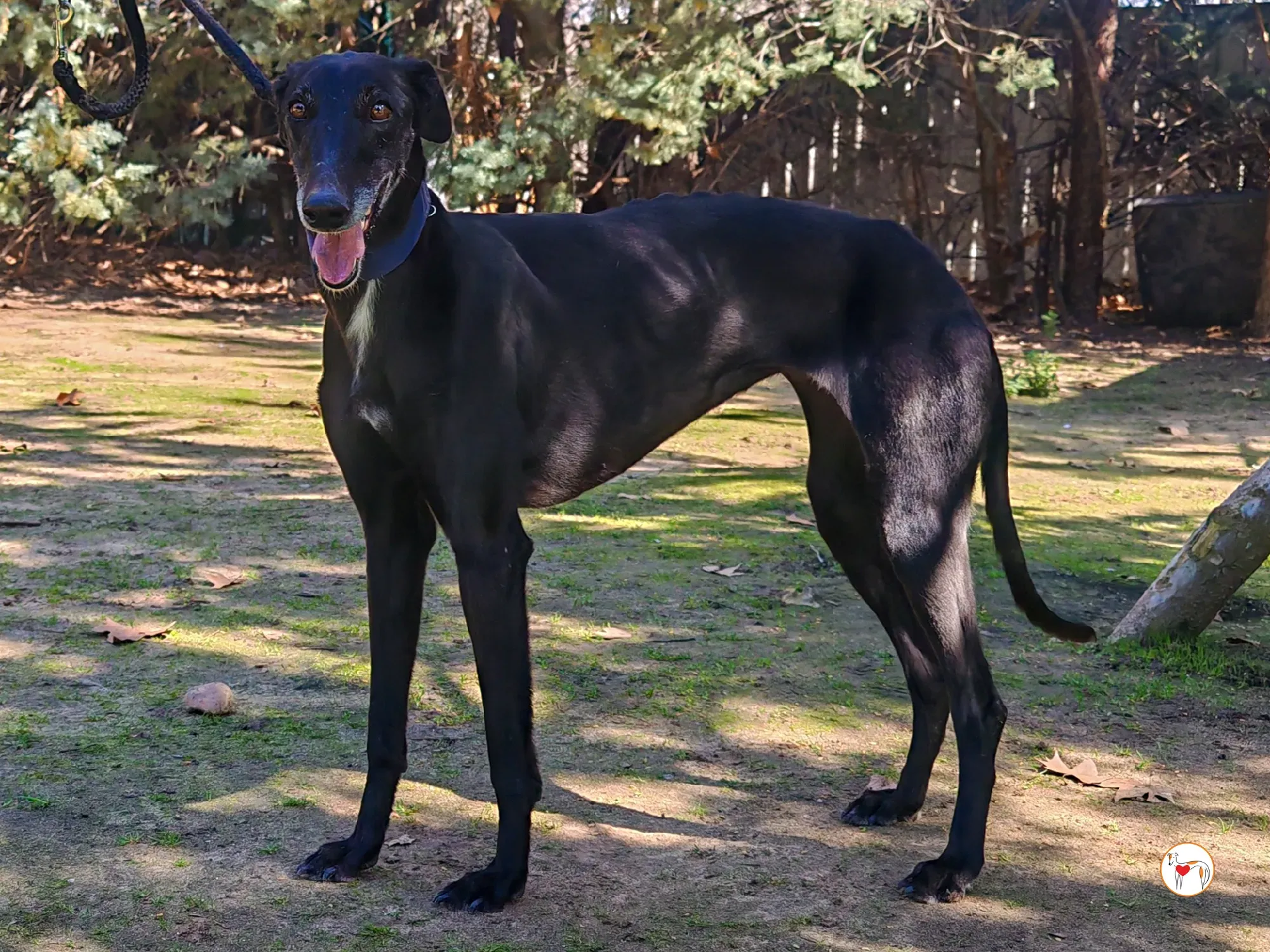 laika galgo adozione 17