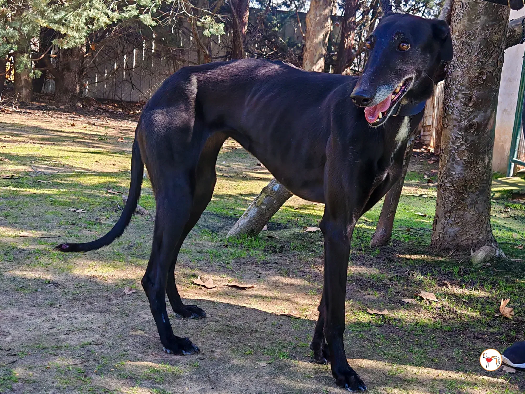 laika galgo adozione 18