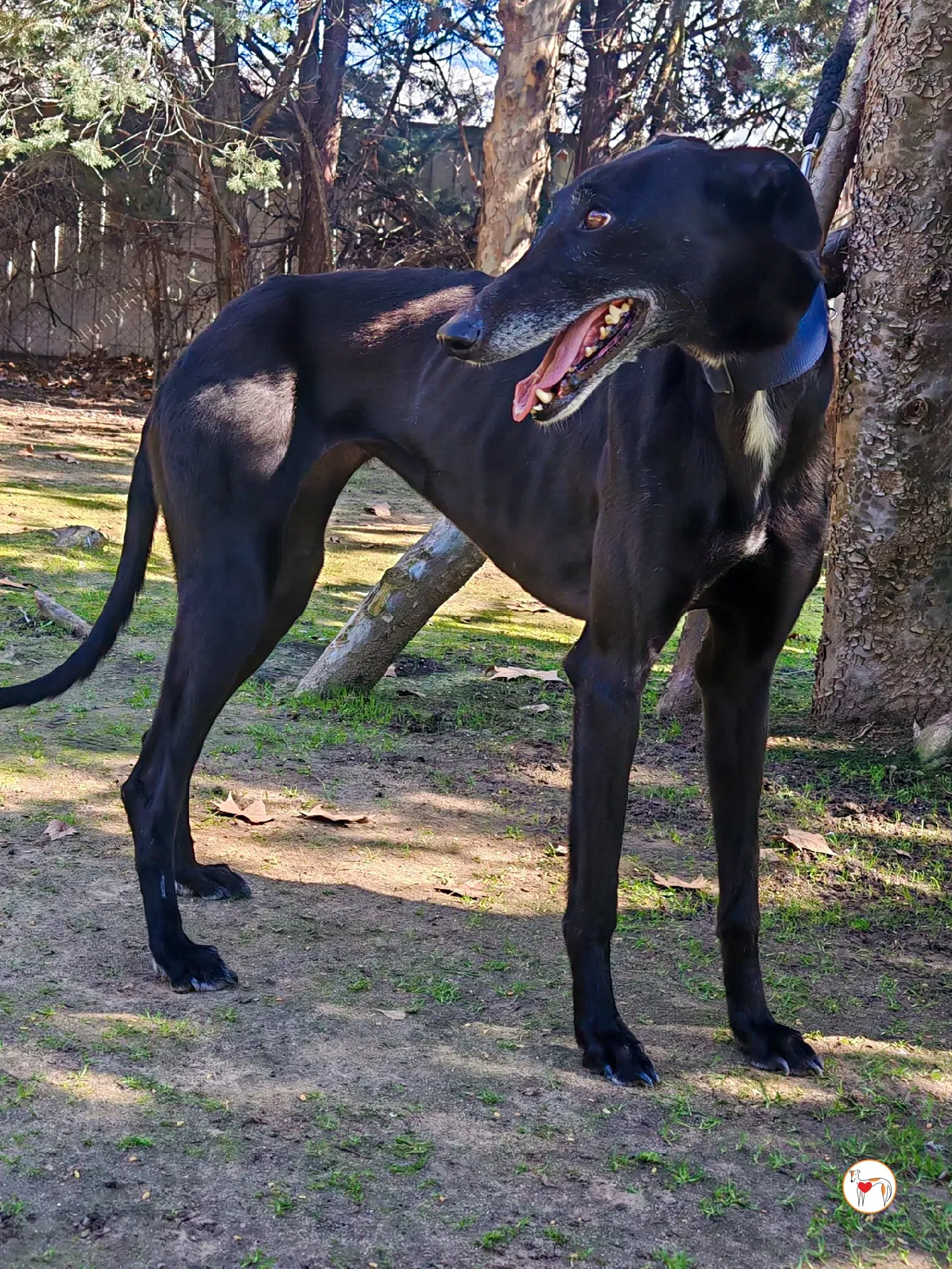 laika galgo adozione 19