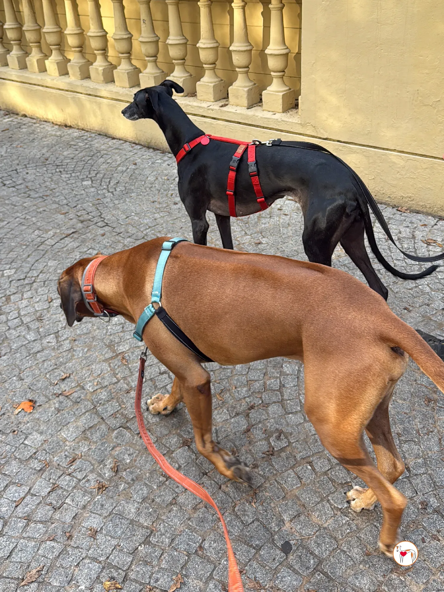 laika galgo adozione 2