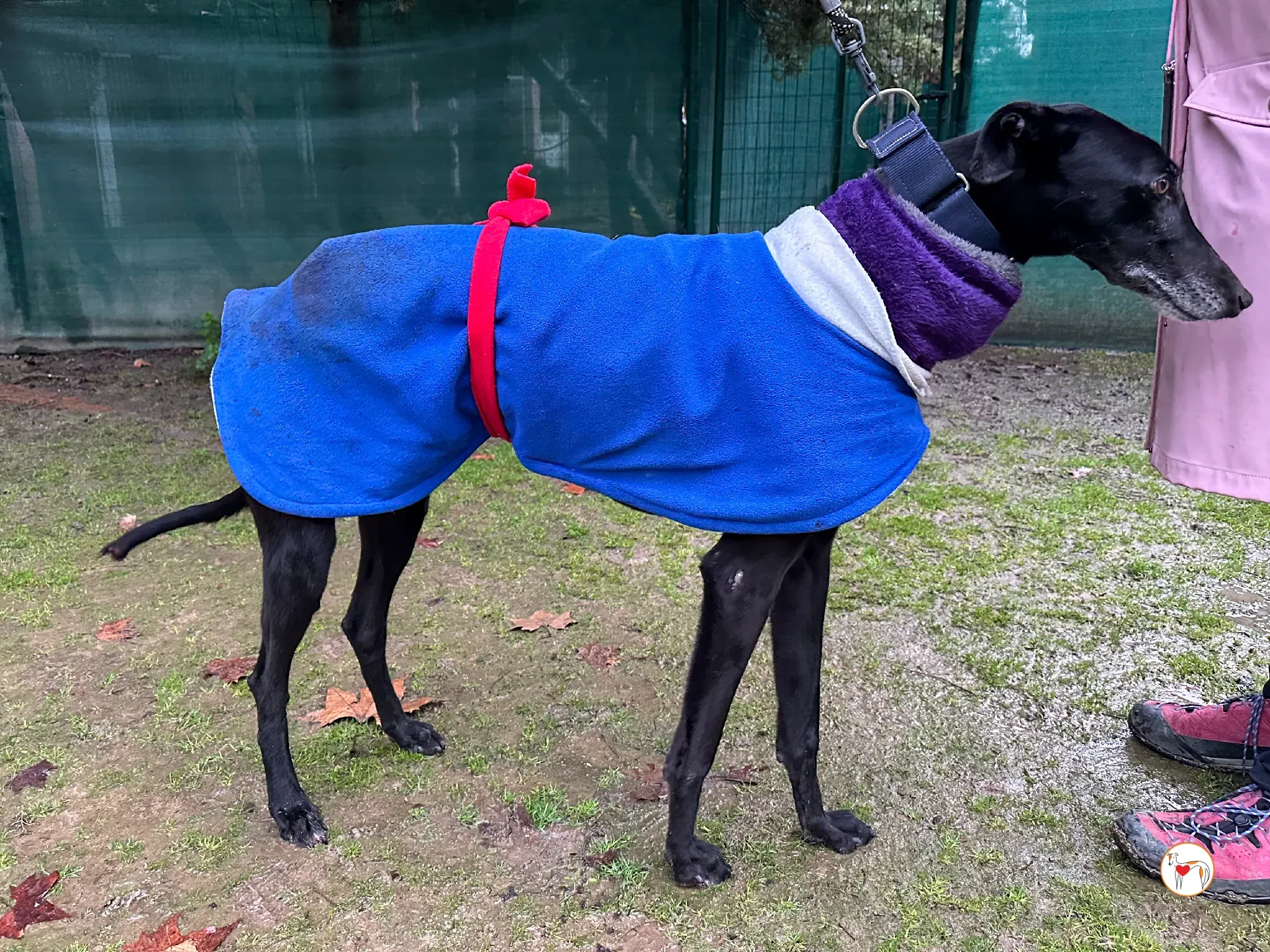 laika galgo adozione 20