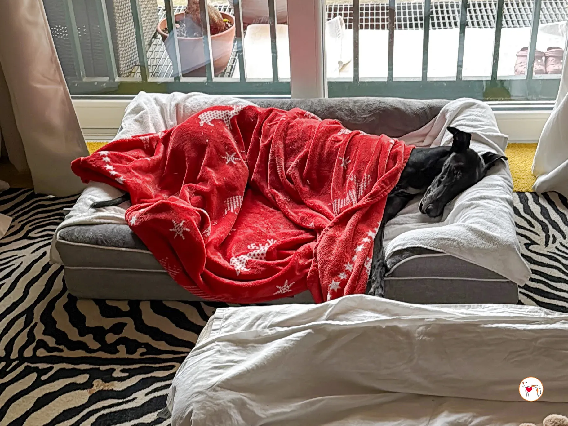 laika galgo adozione 3