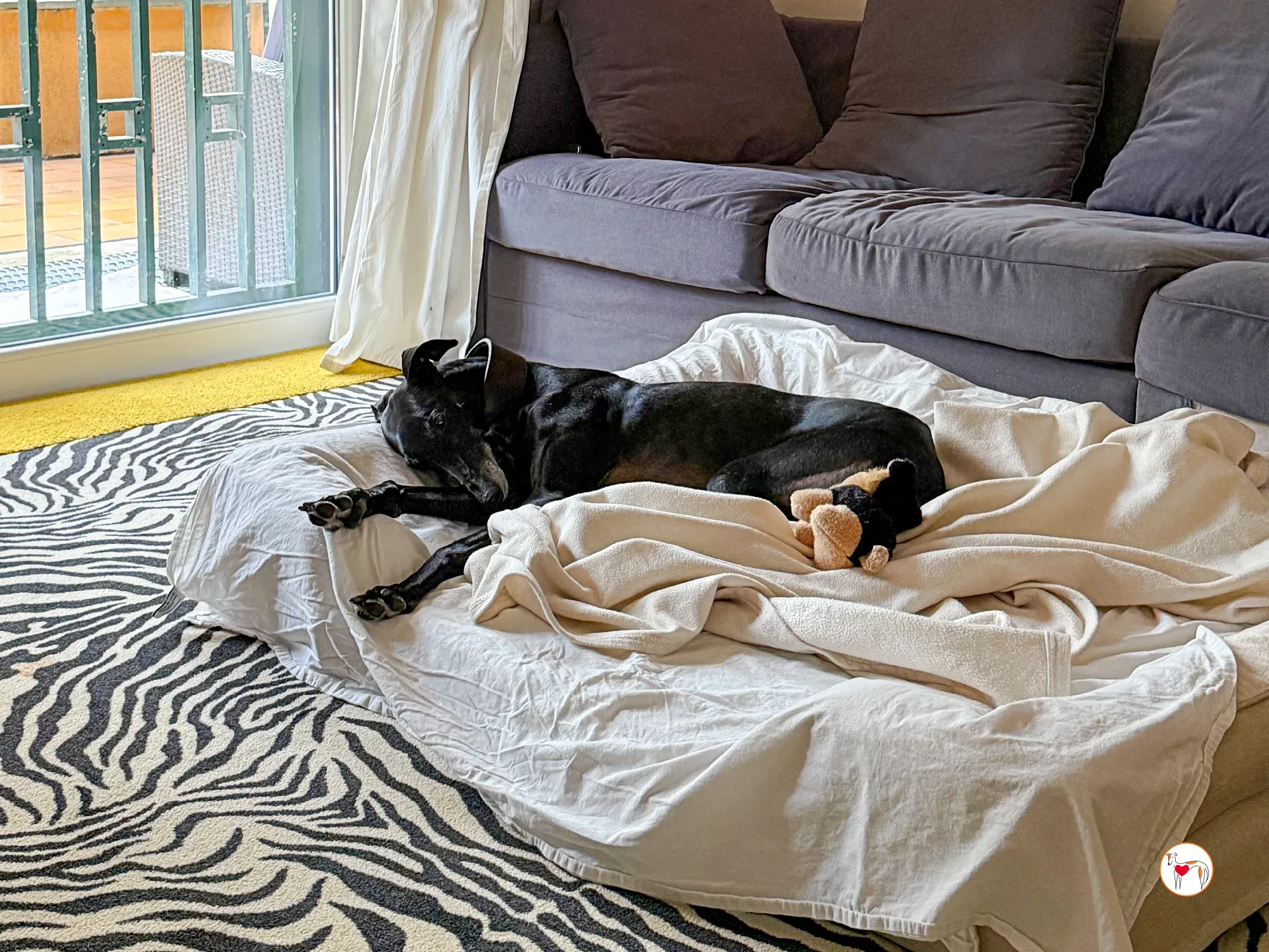 laika galgo adozione 4