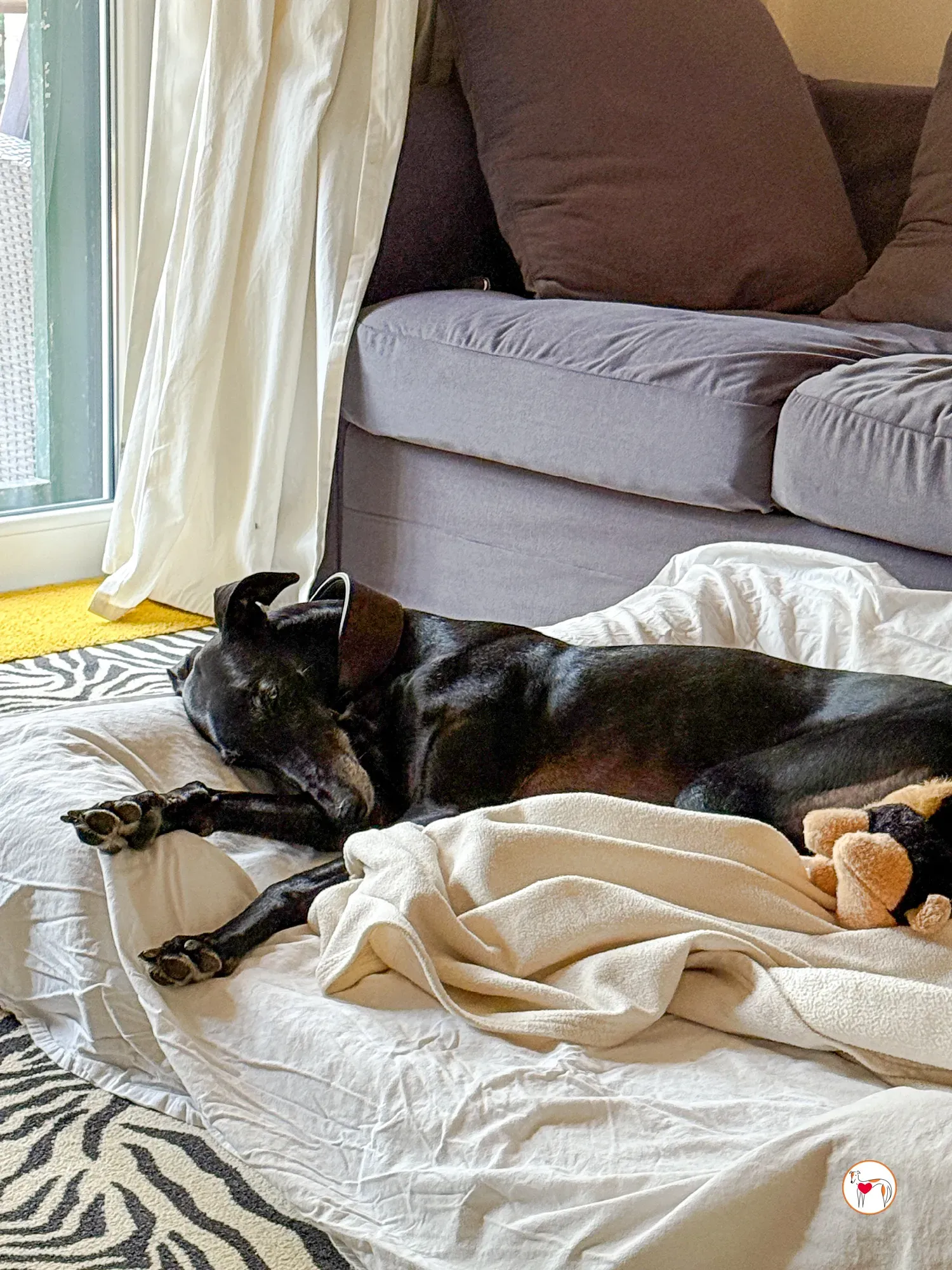 laika galgo adozione 5