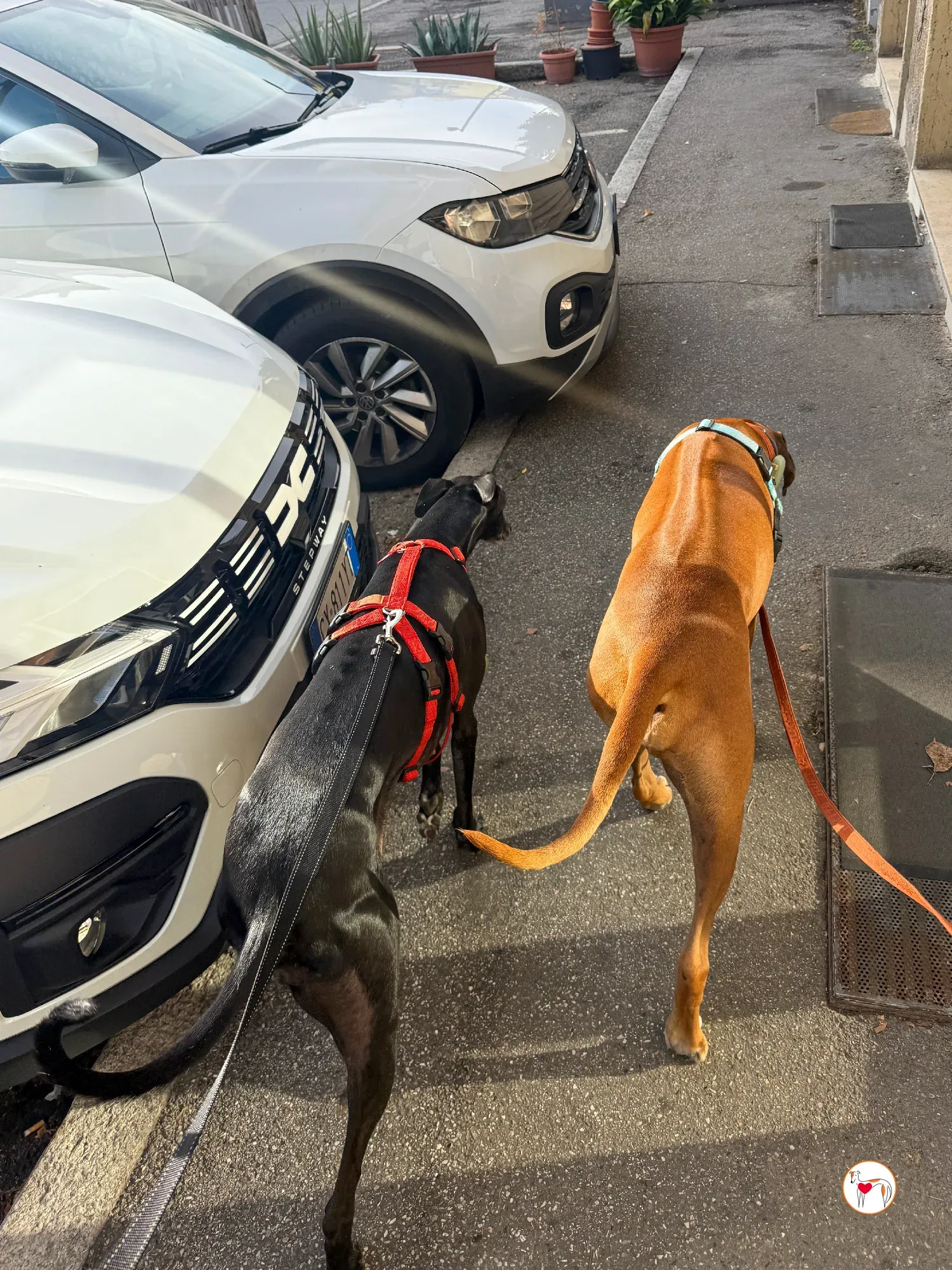 laika galgo adozione 6