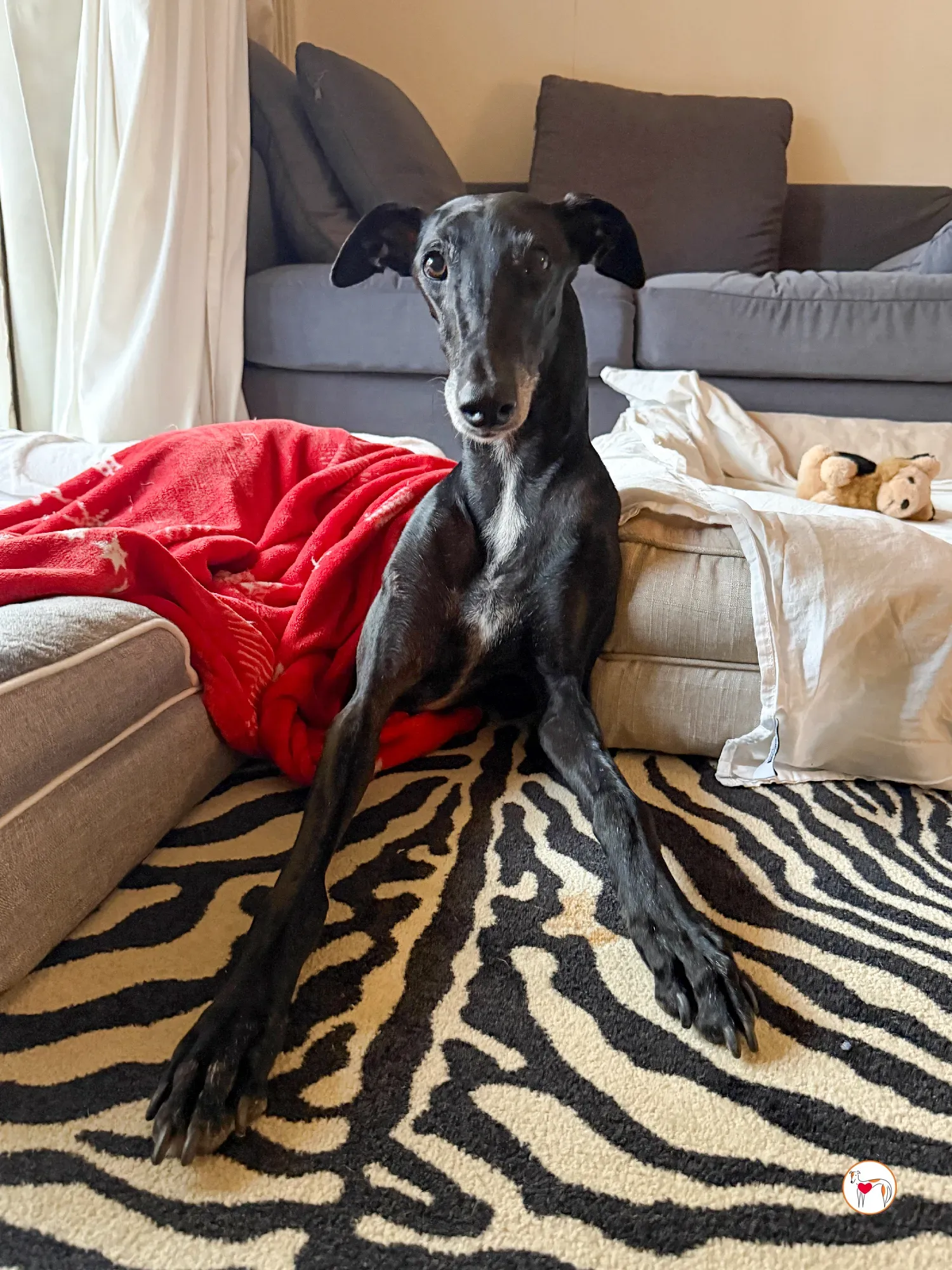 laika galgo adozione 7