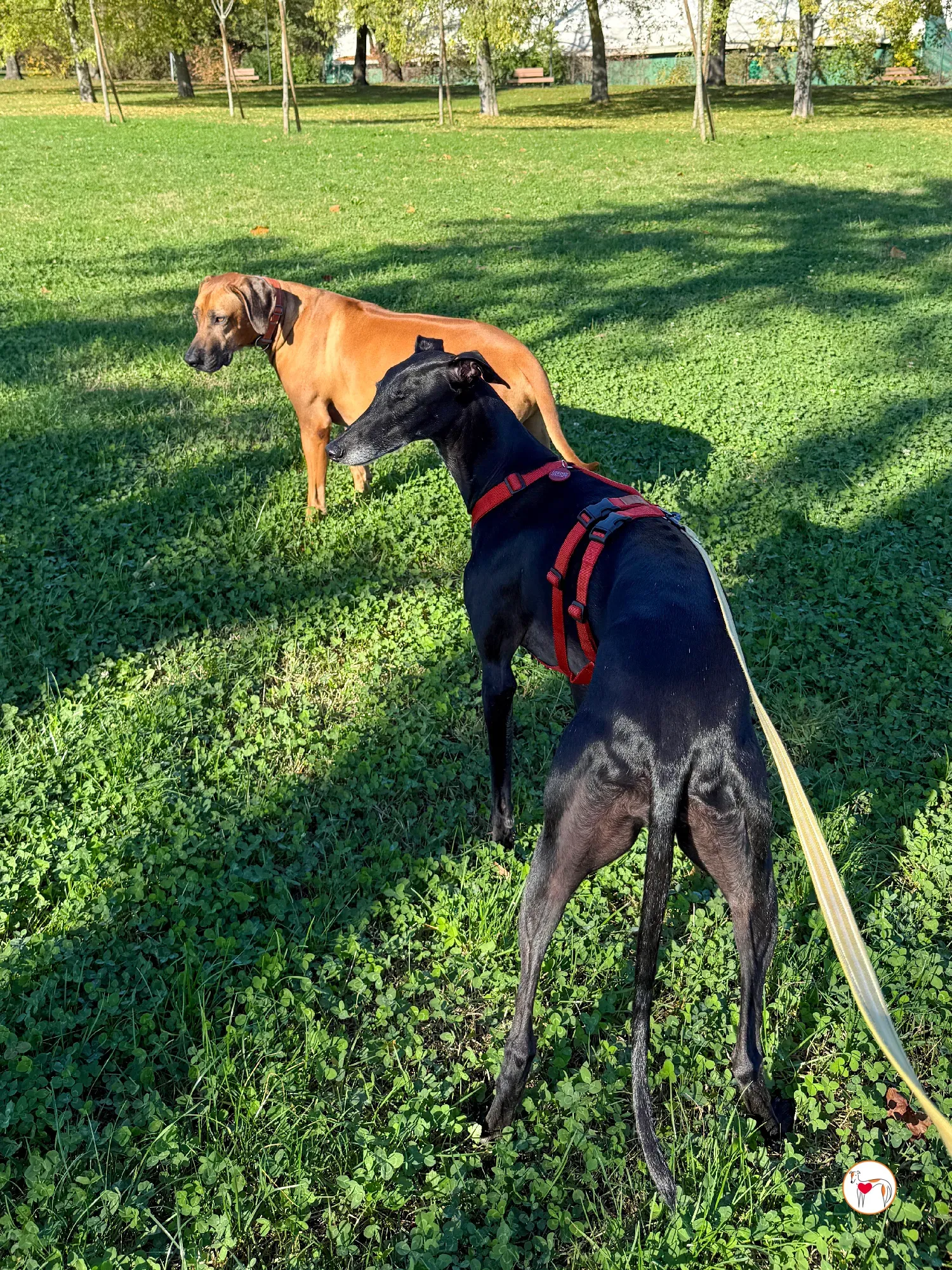 laika galgo adozione 8