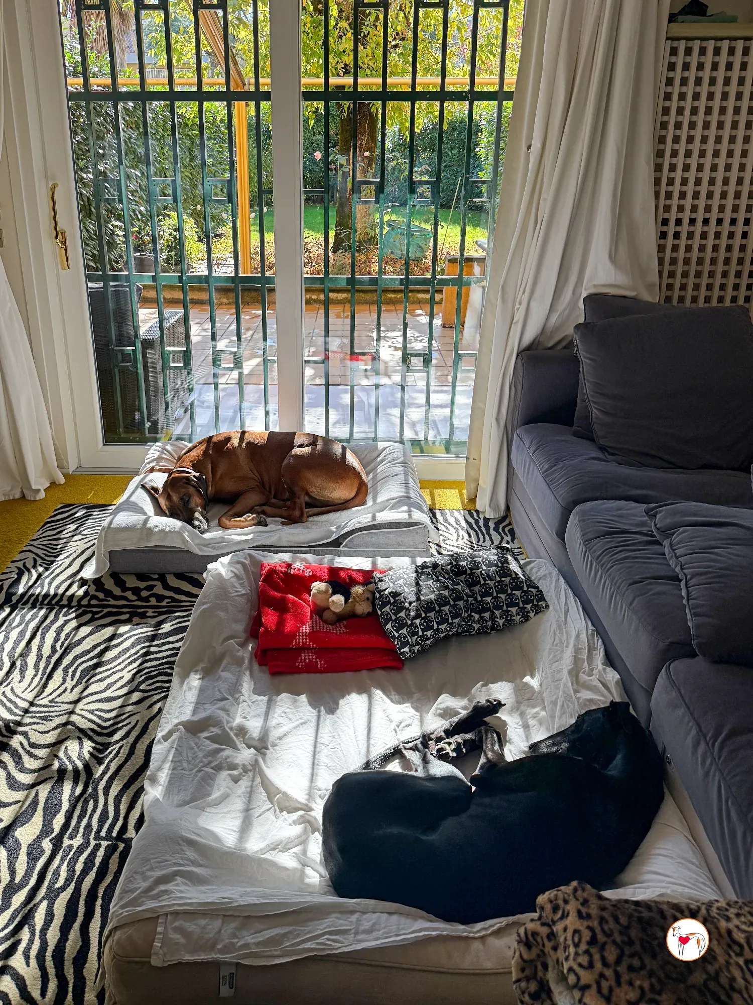 laika galgo adozione 9