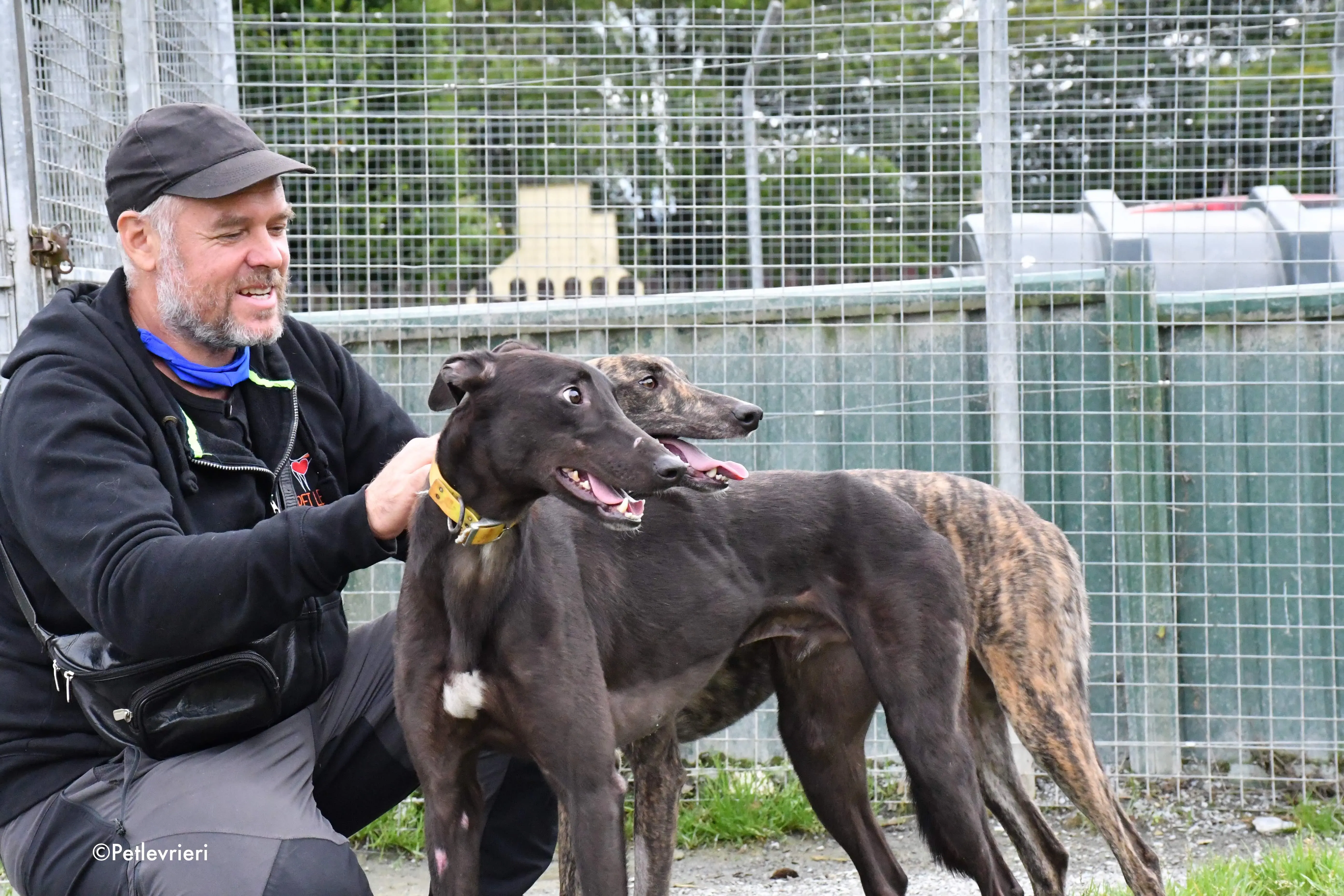 lar adozione levrieri grehyound 1