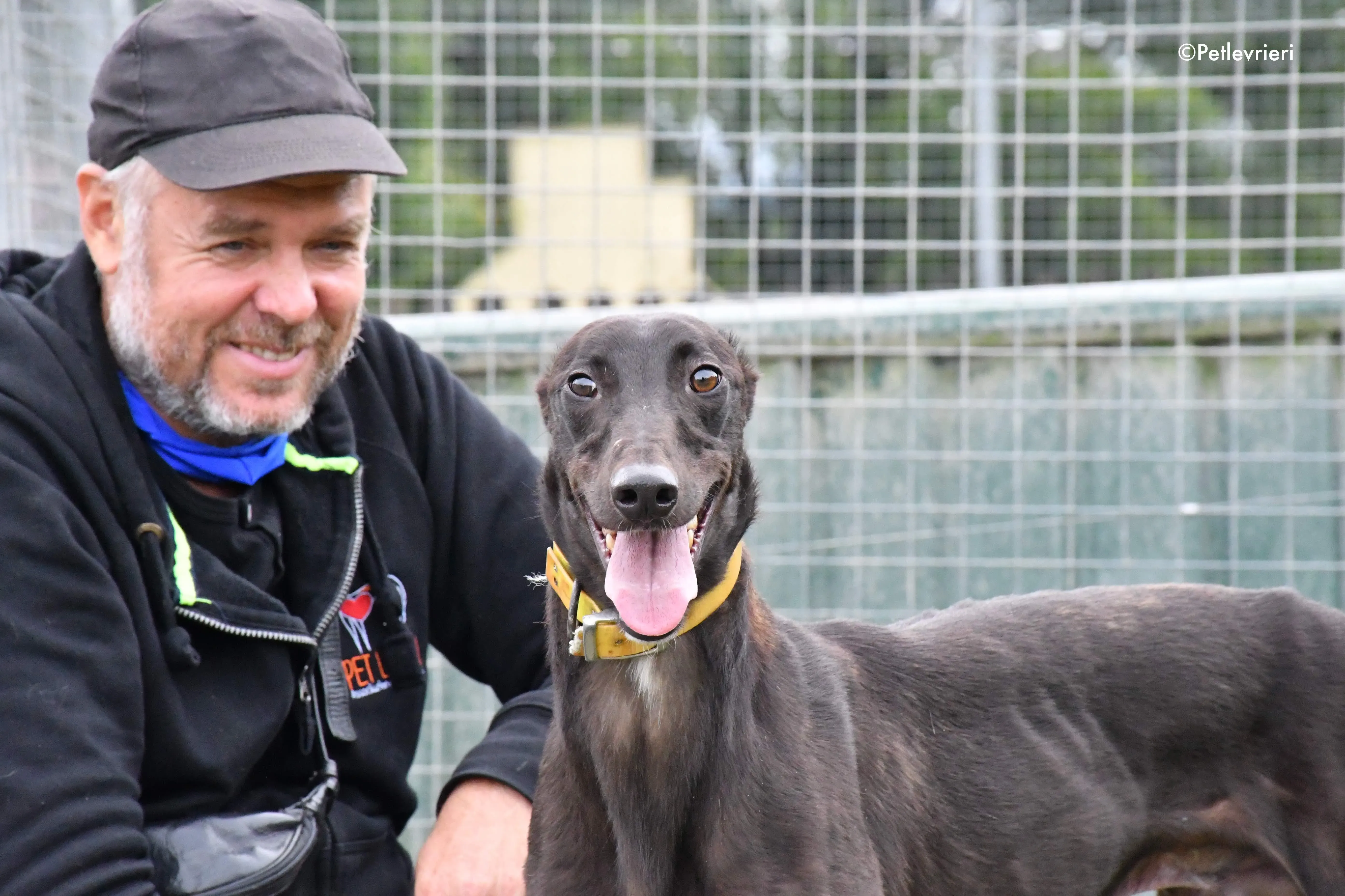 lar adozione levrieri grehyound 2