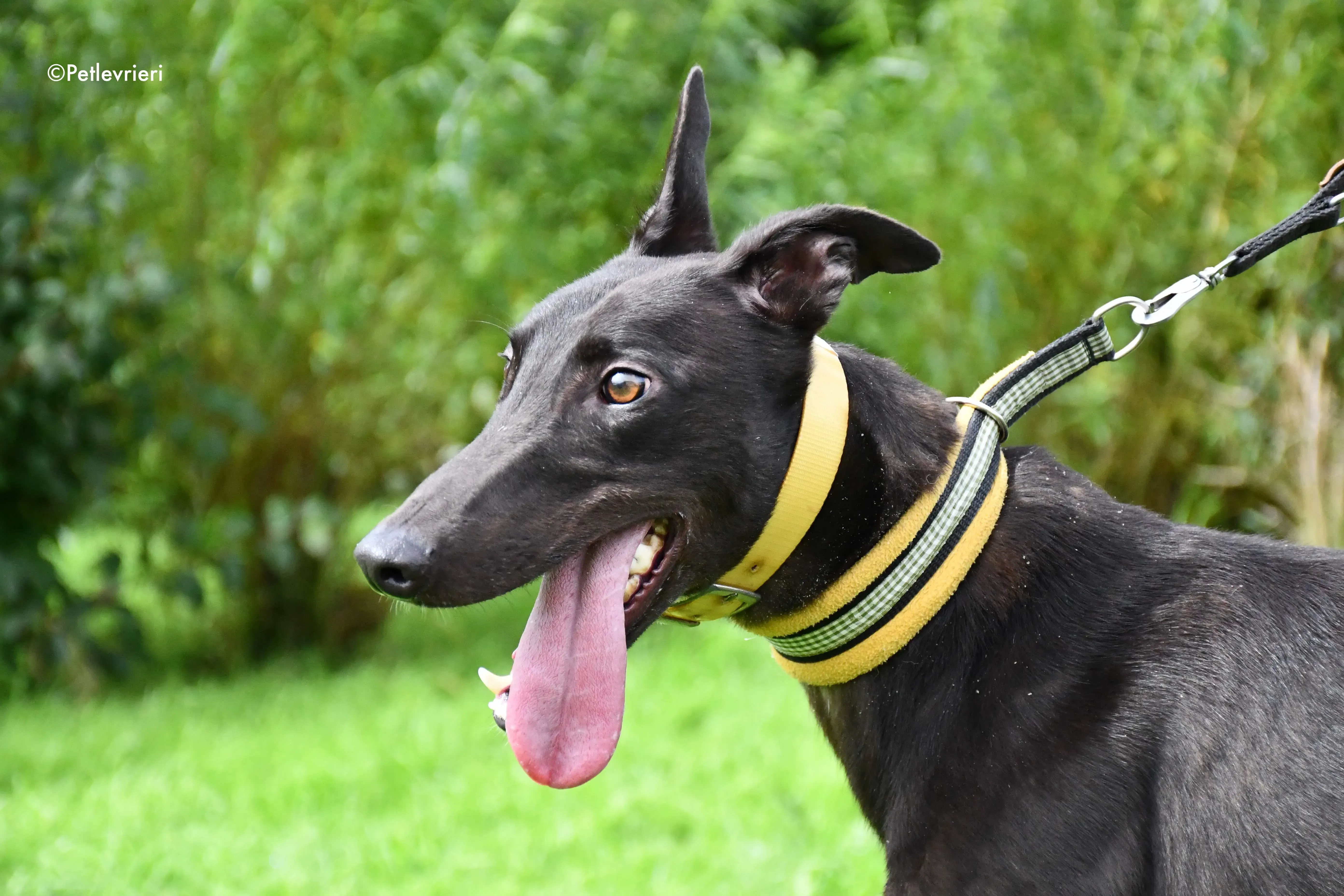 lar adozione levrieri grehyound 3