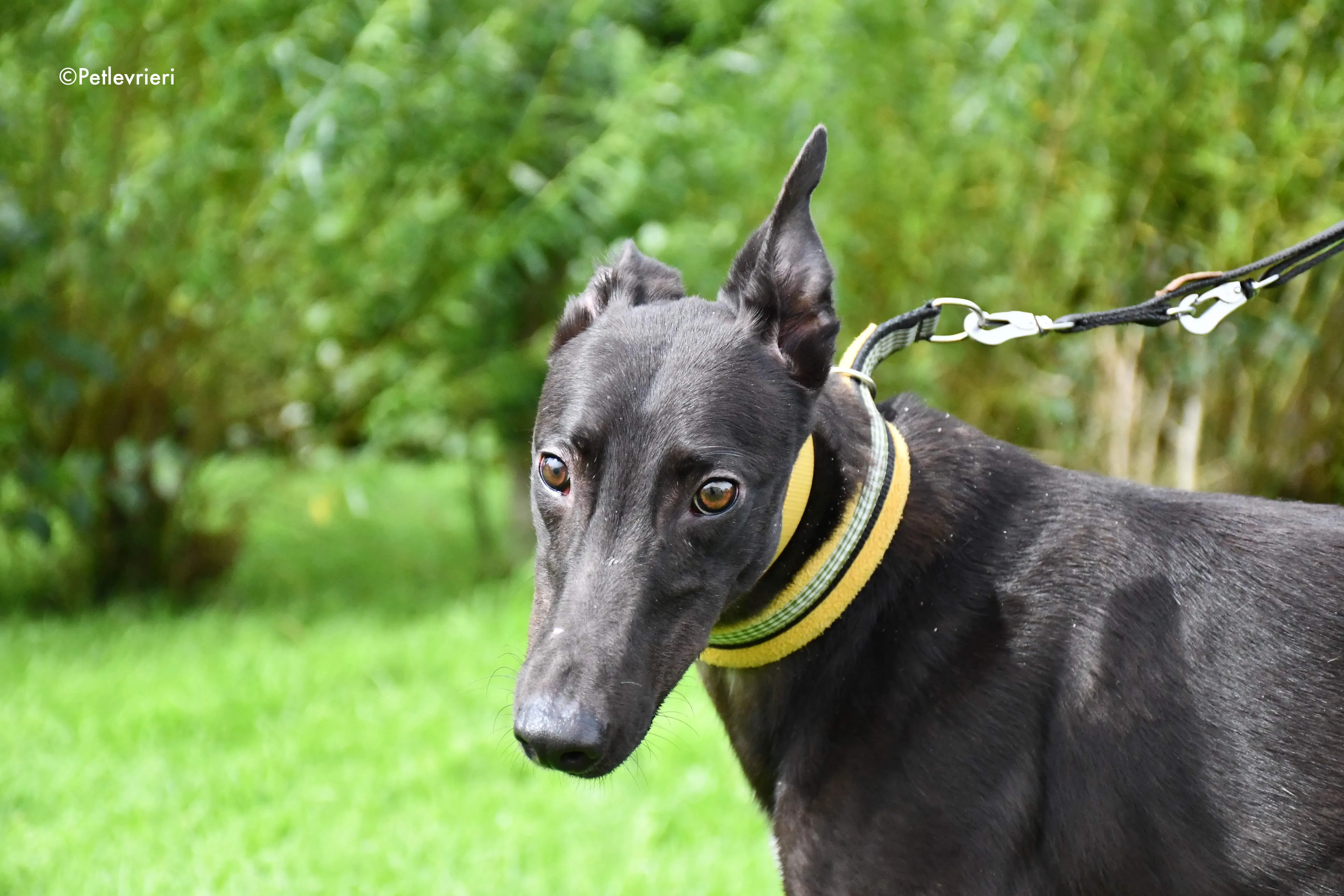 lar adozione levrieri grehyound 4