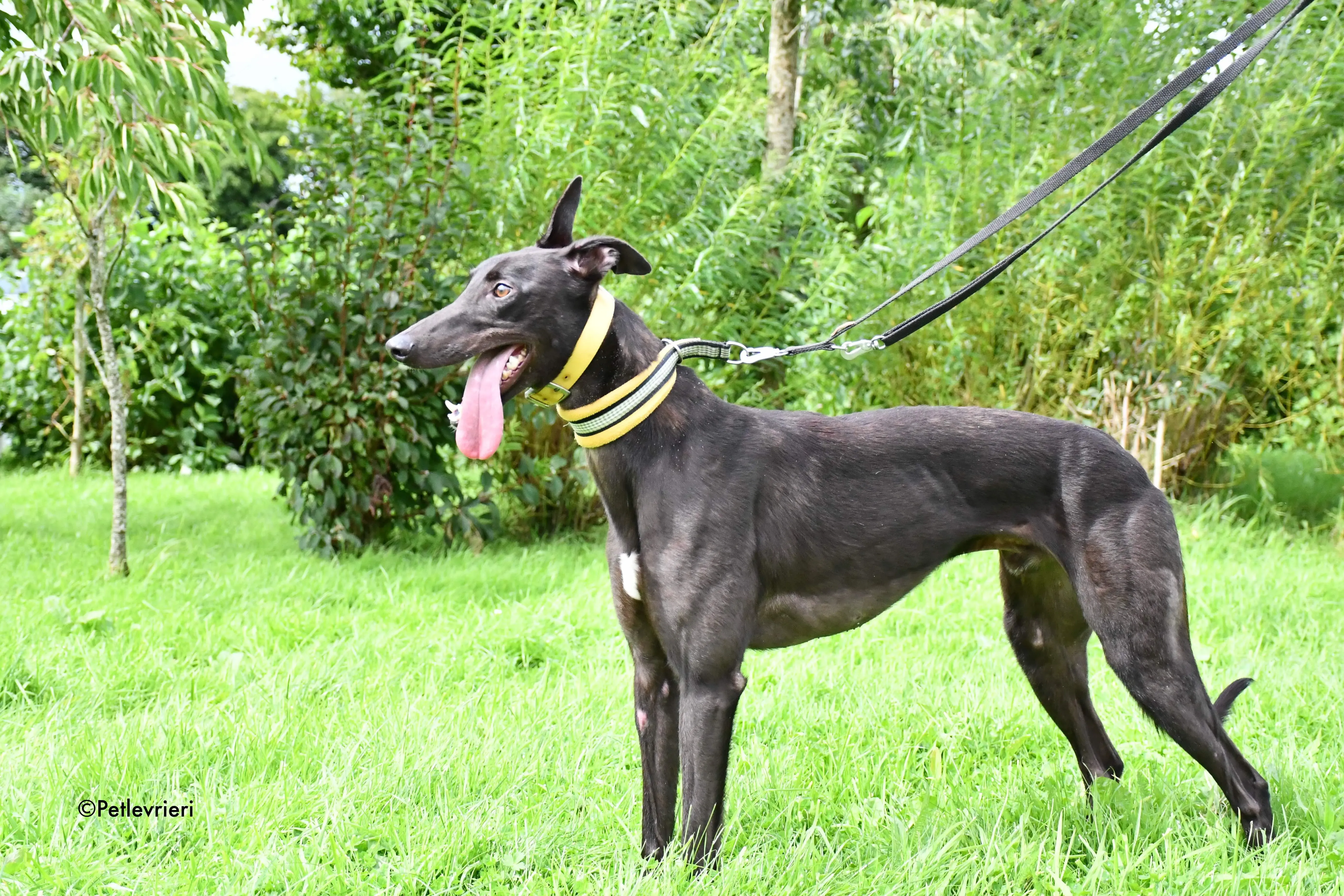 lar adozione levrieri grehyound 5