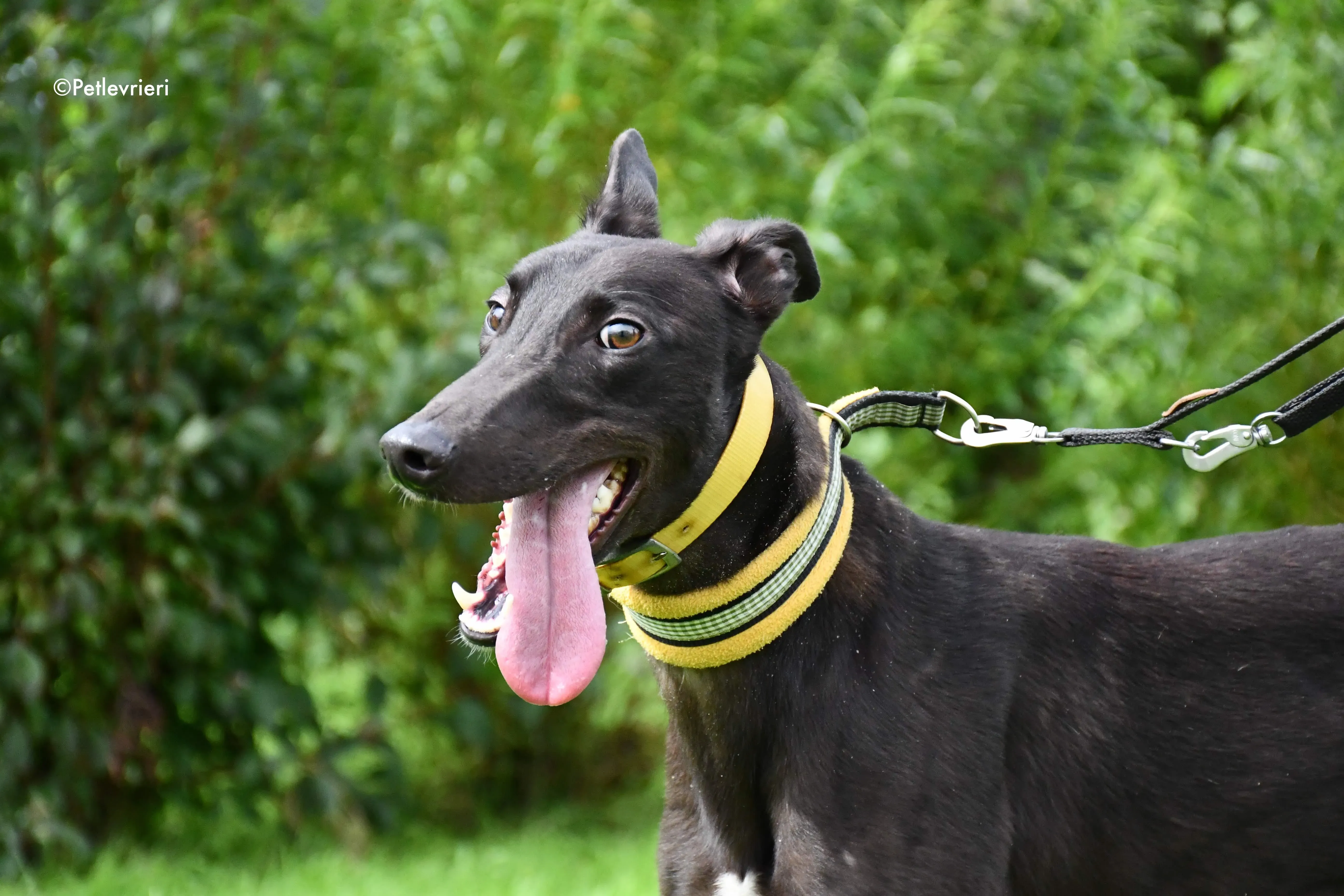 lar adozione levrieri grehyound 6