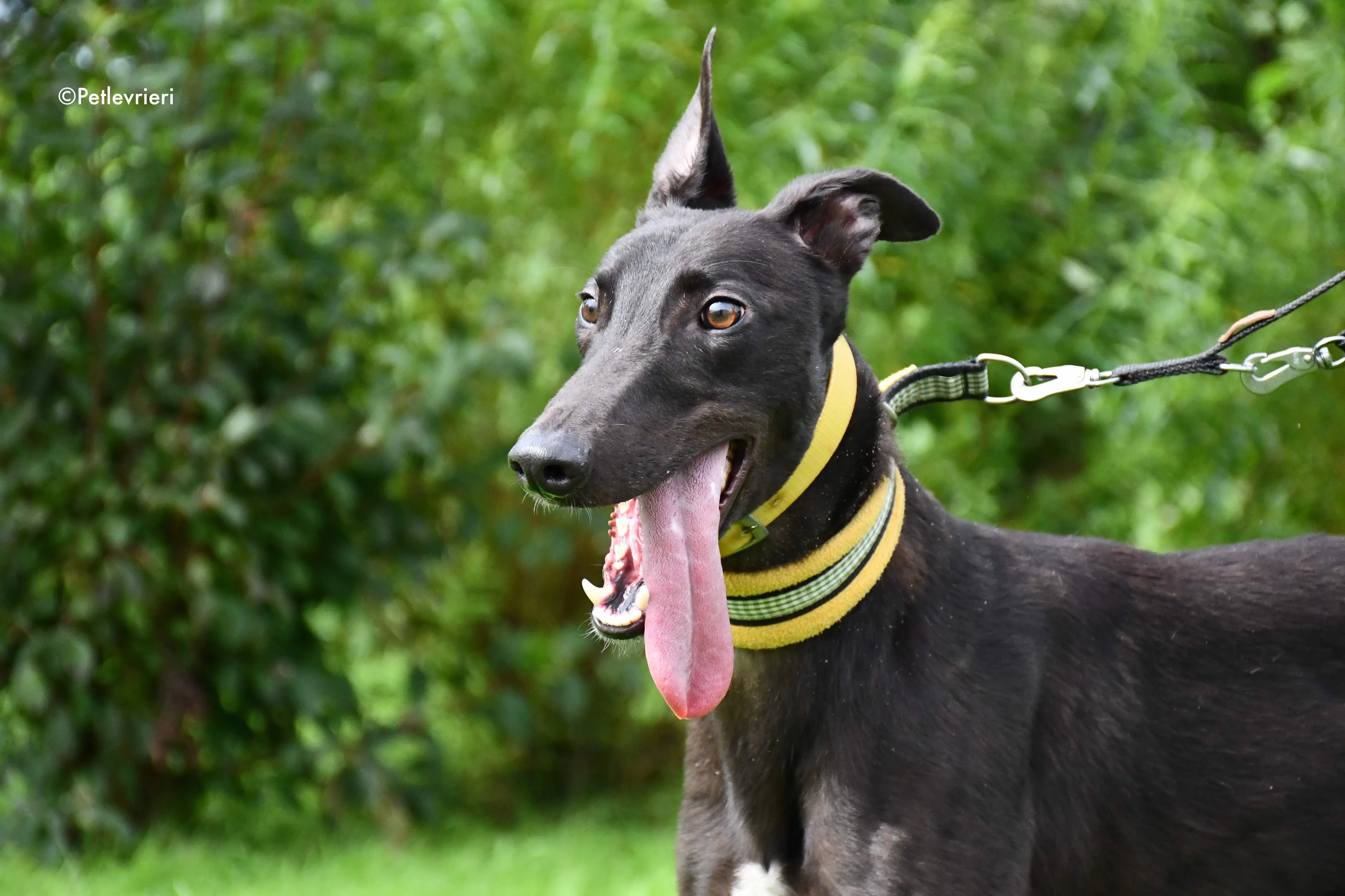 lar adozione levrieri grehyound 7