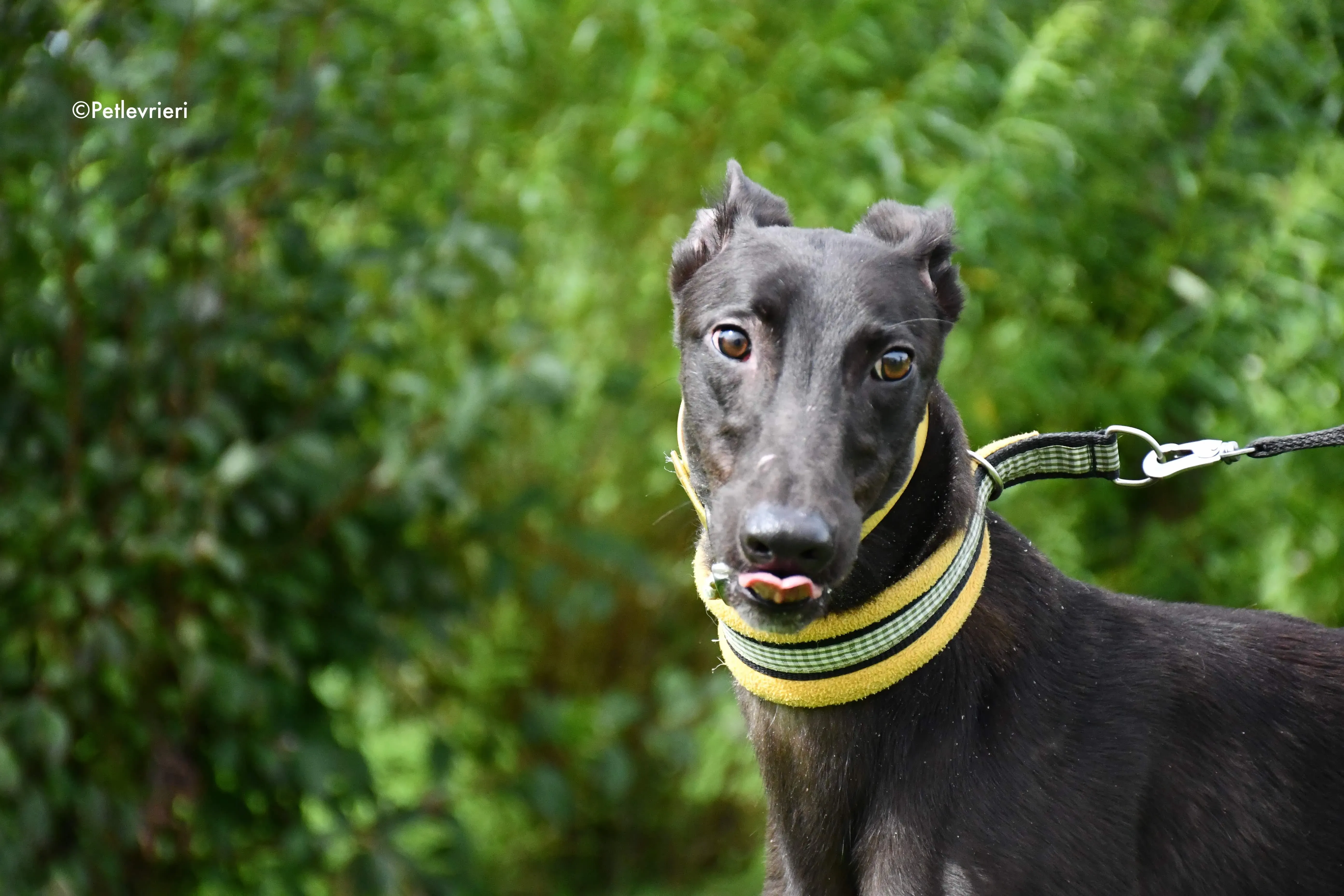 lar adozione levrieri grehyound 8