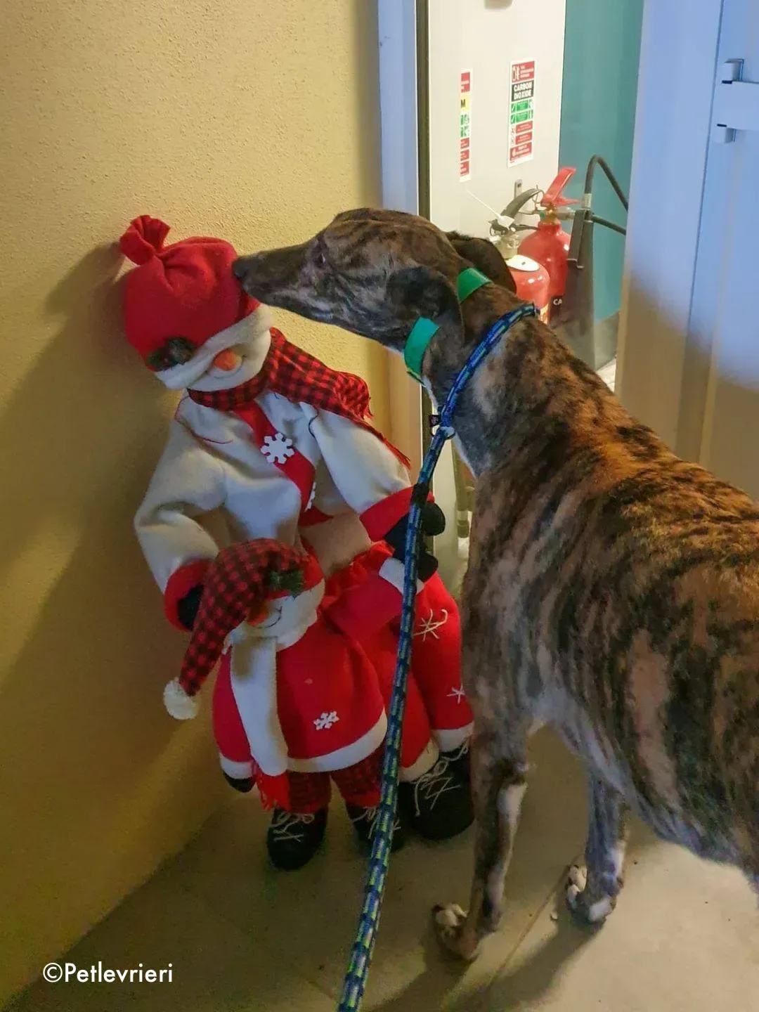 larch adozione levrieri greyhound 1 1