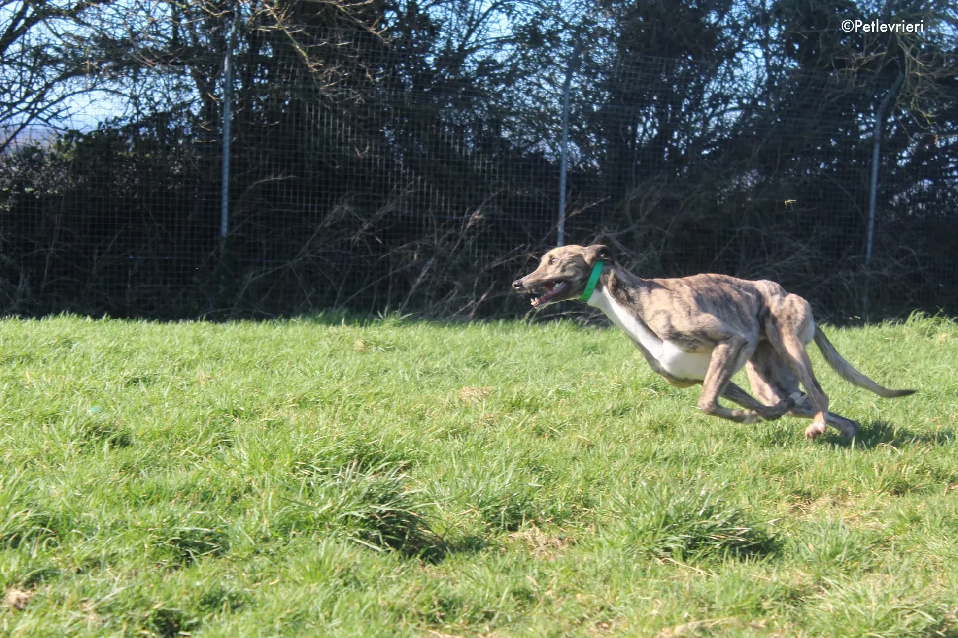 larch adozione levrieri greyhound 1 2