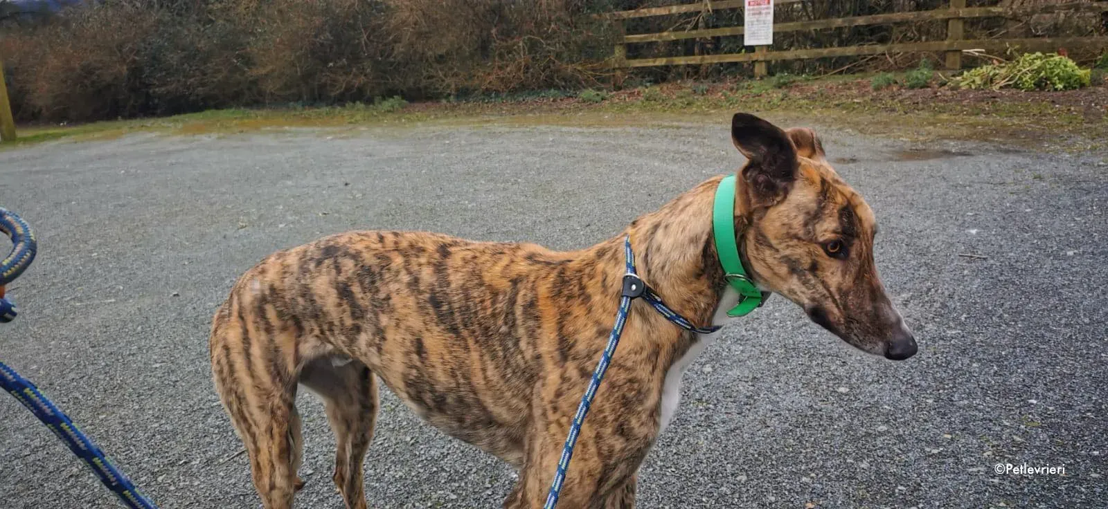 larch adozione levrieri greyhound 10